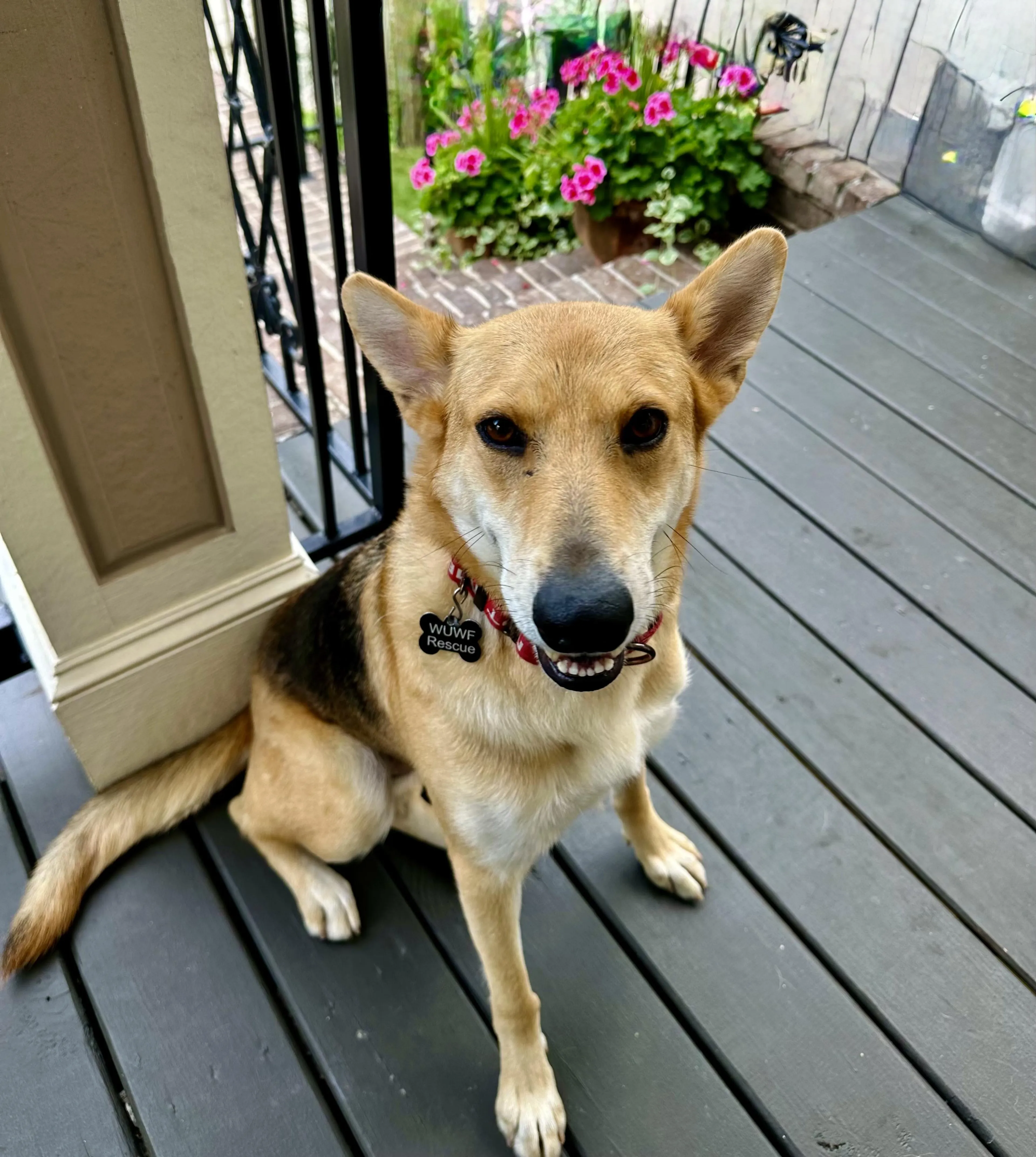 Found pet-4