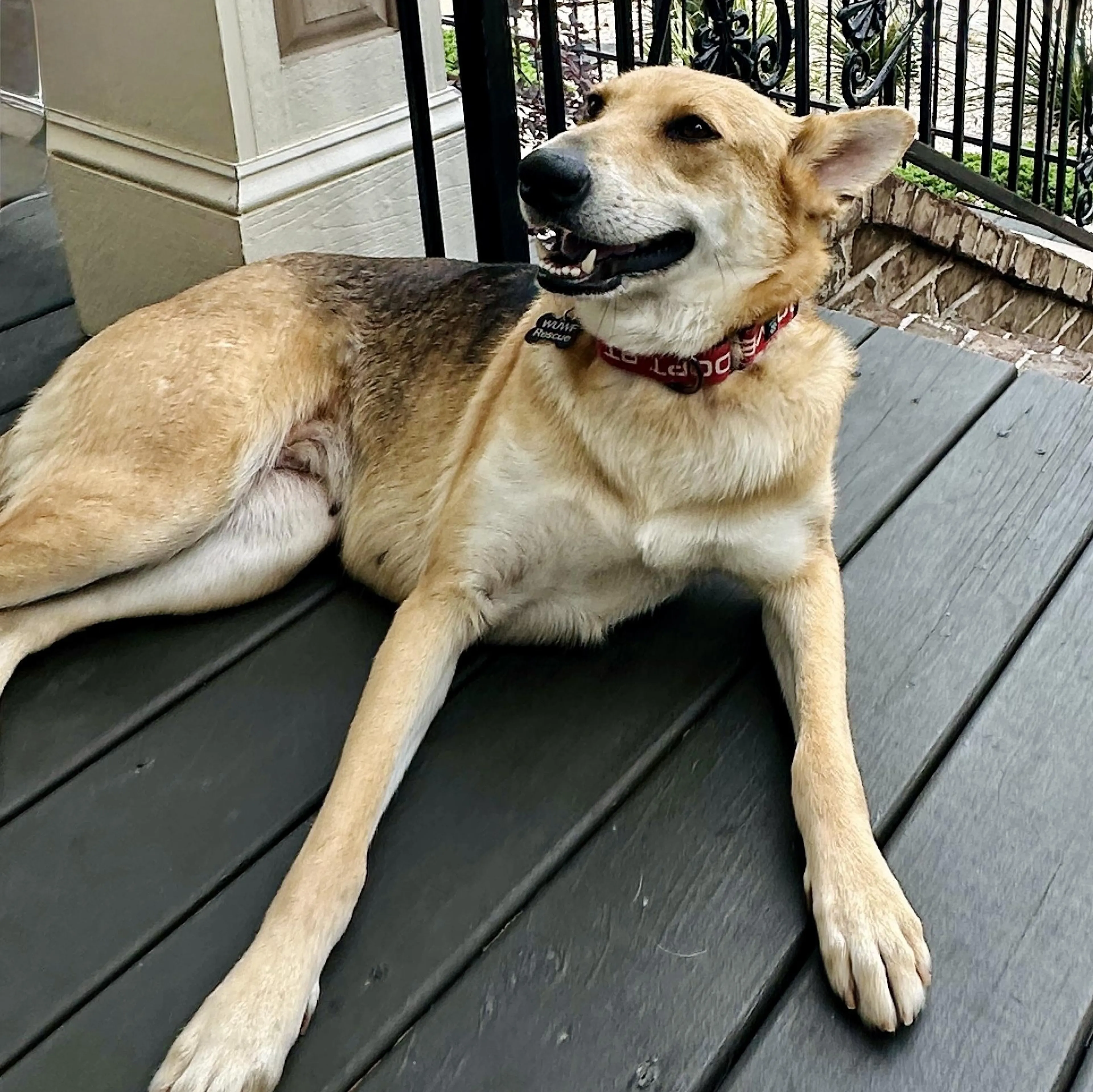 Found pet-3