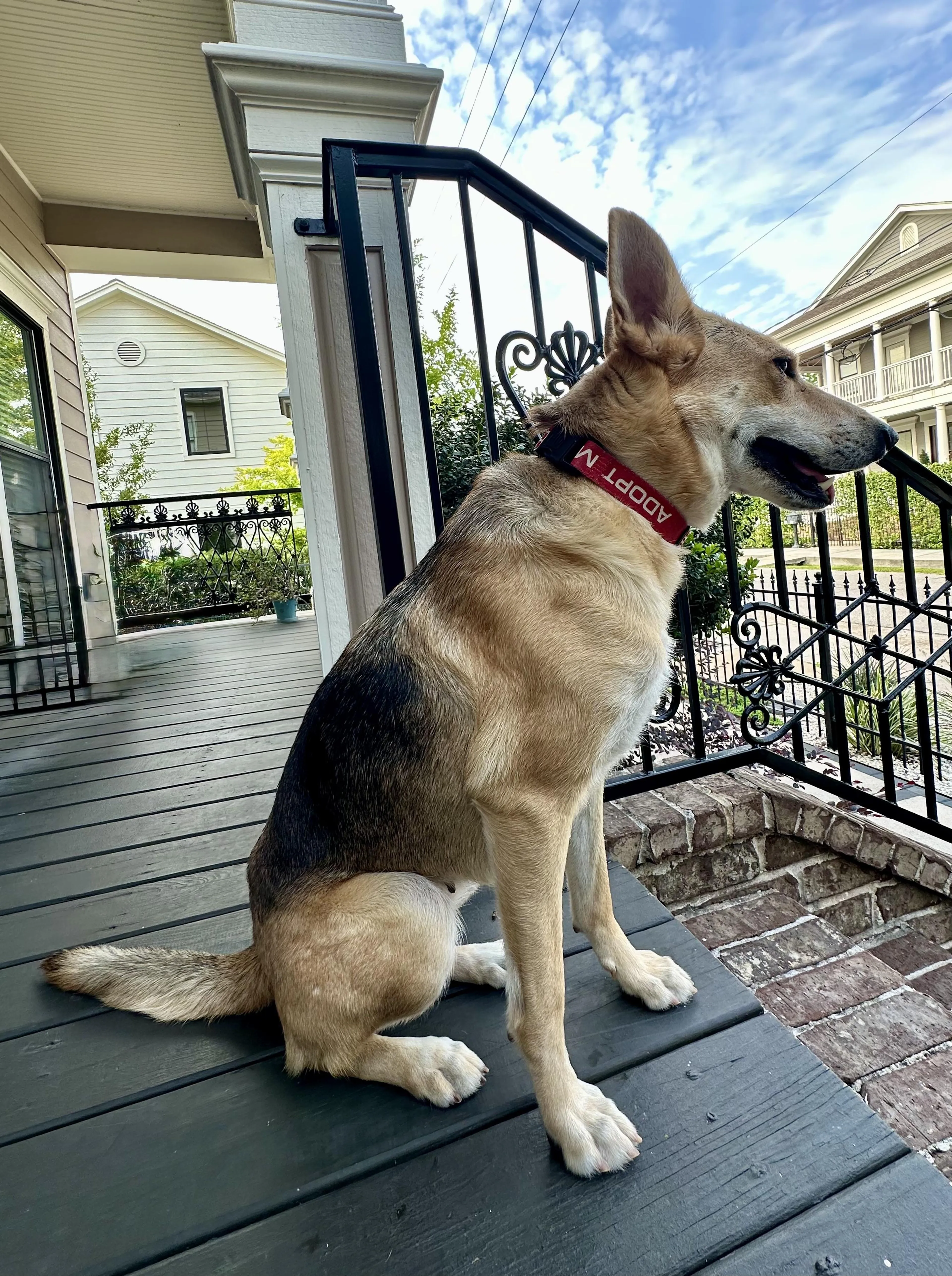 Found pet-1