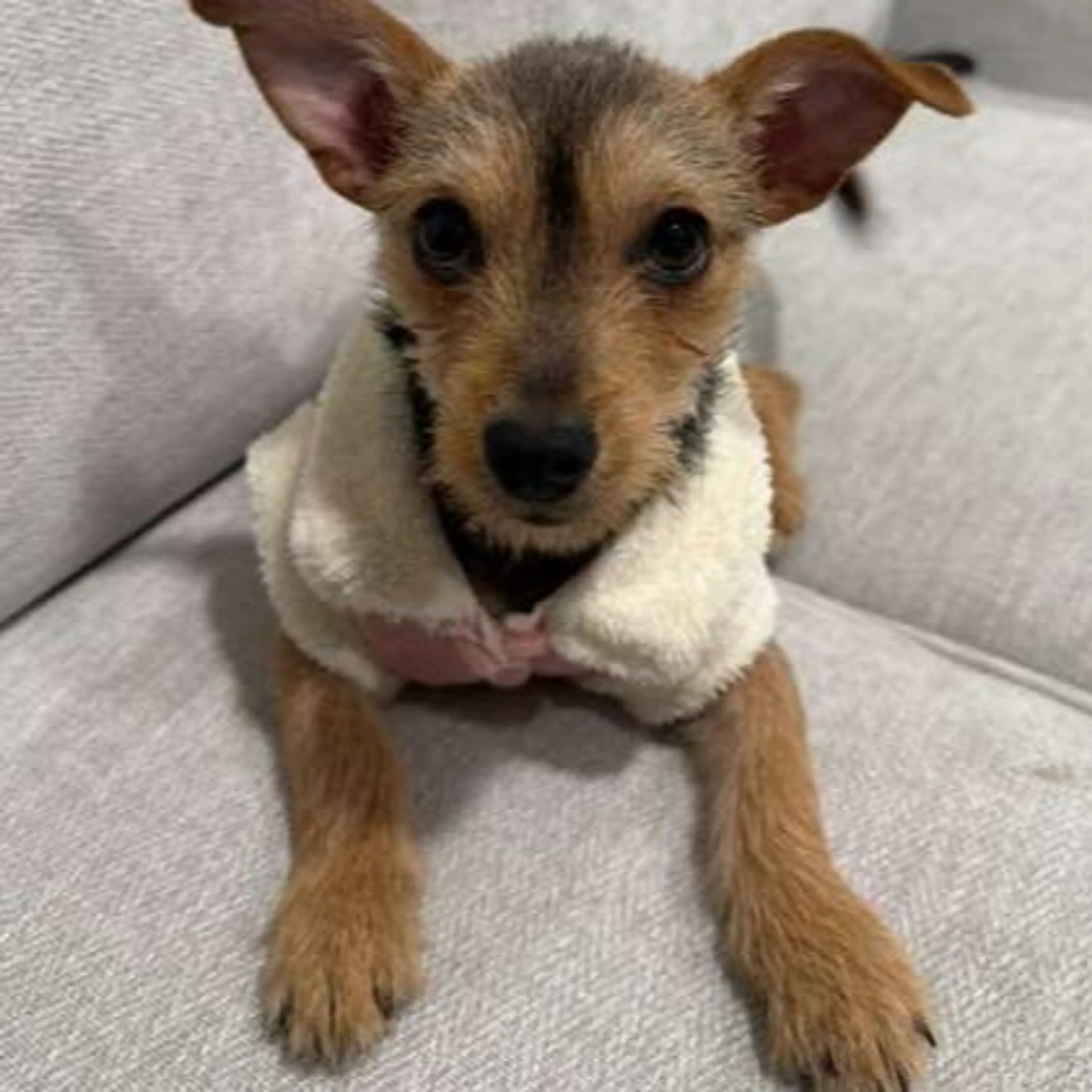 Lost pet