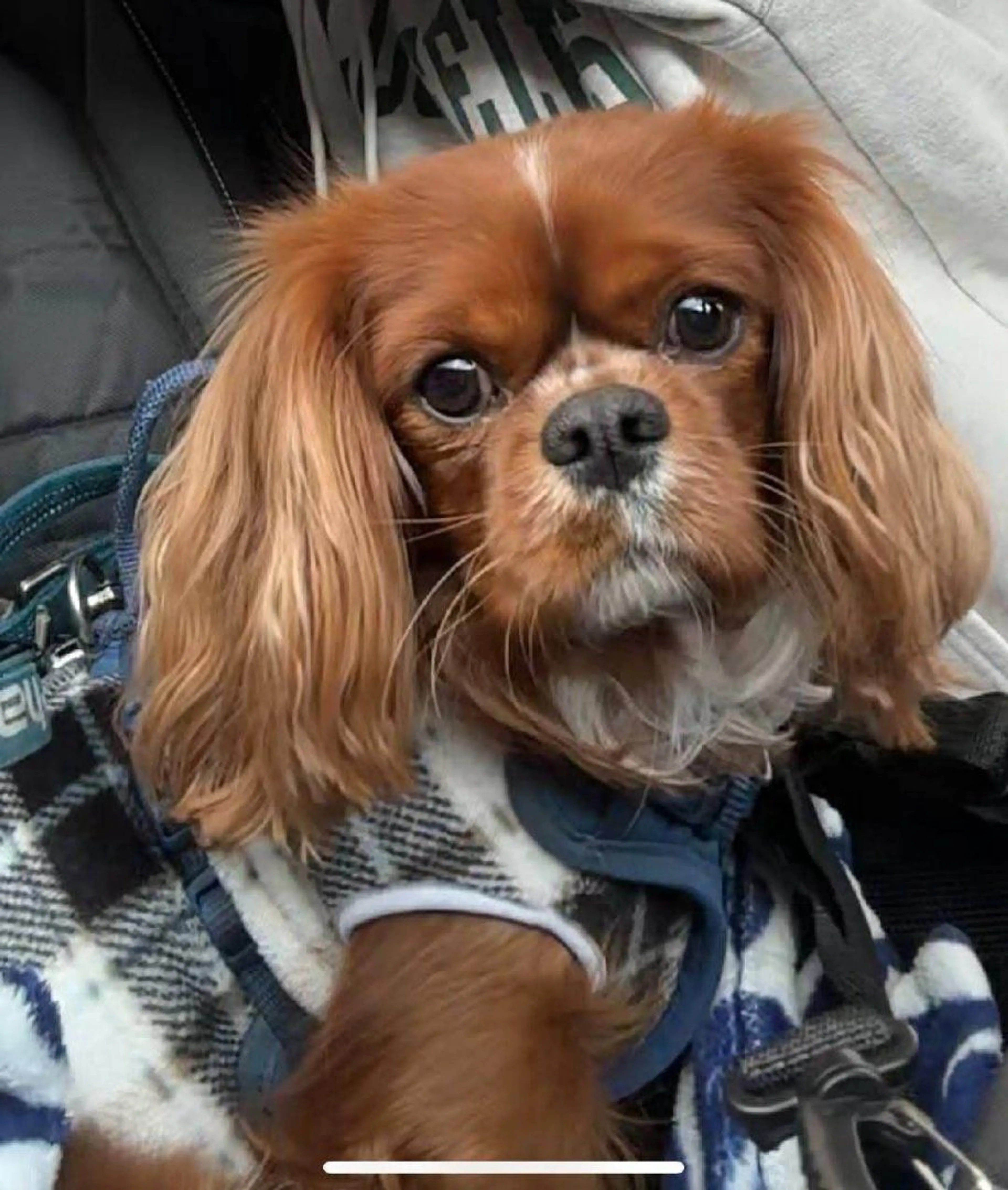 Lost pet-2