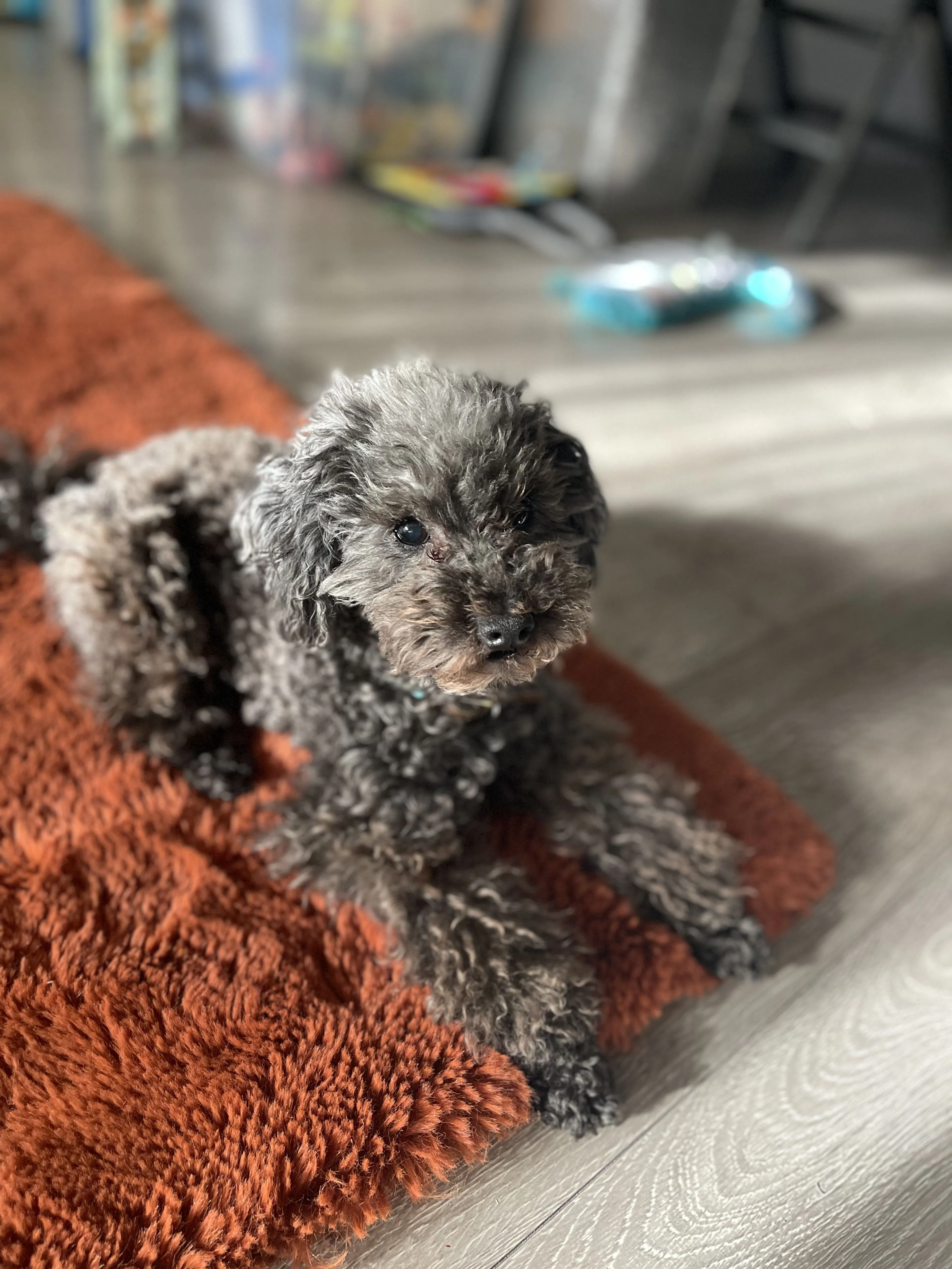 Lost pet-0