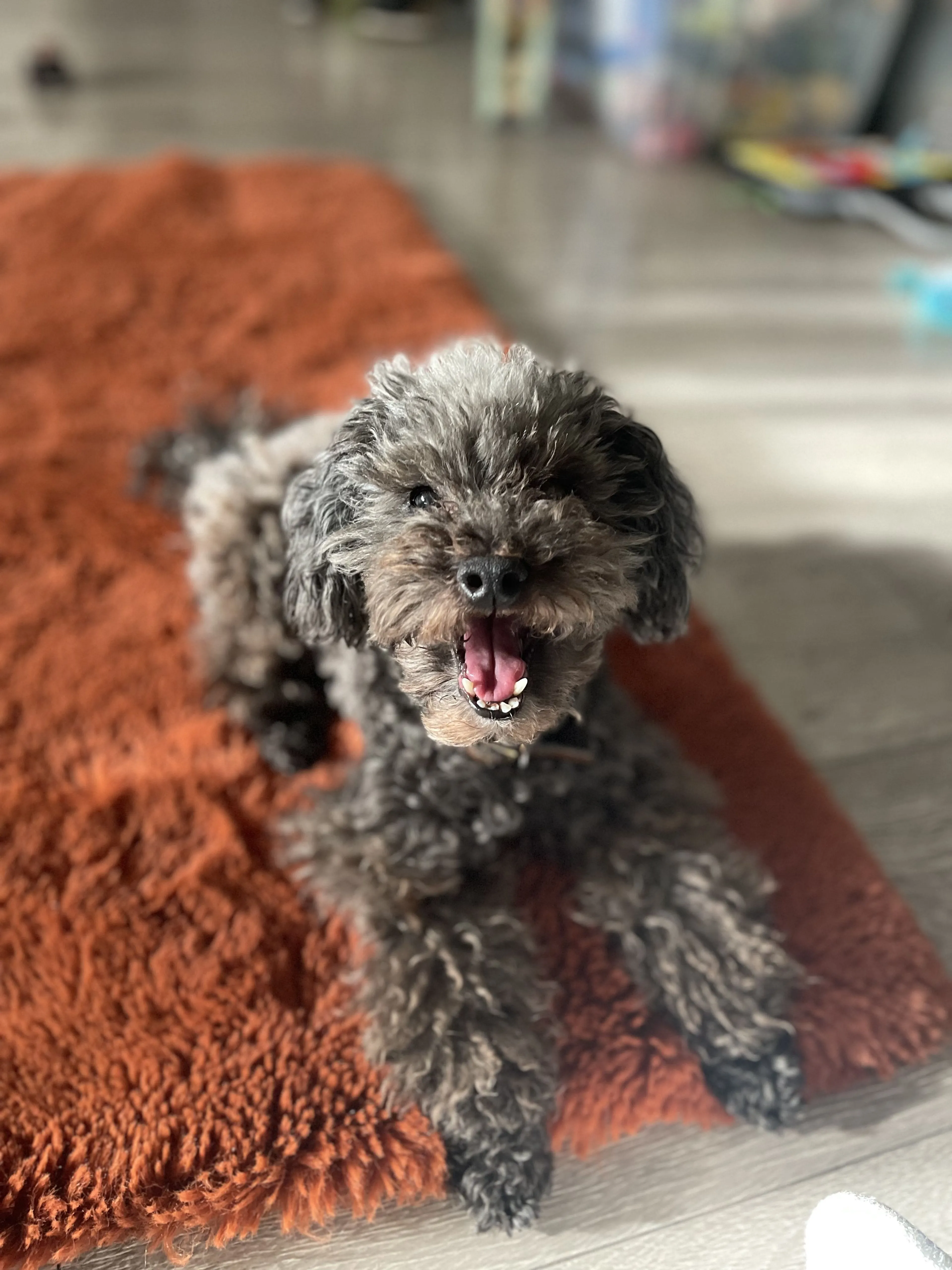Lost pet-1