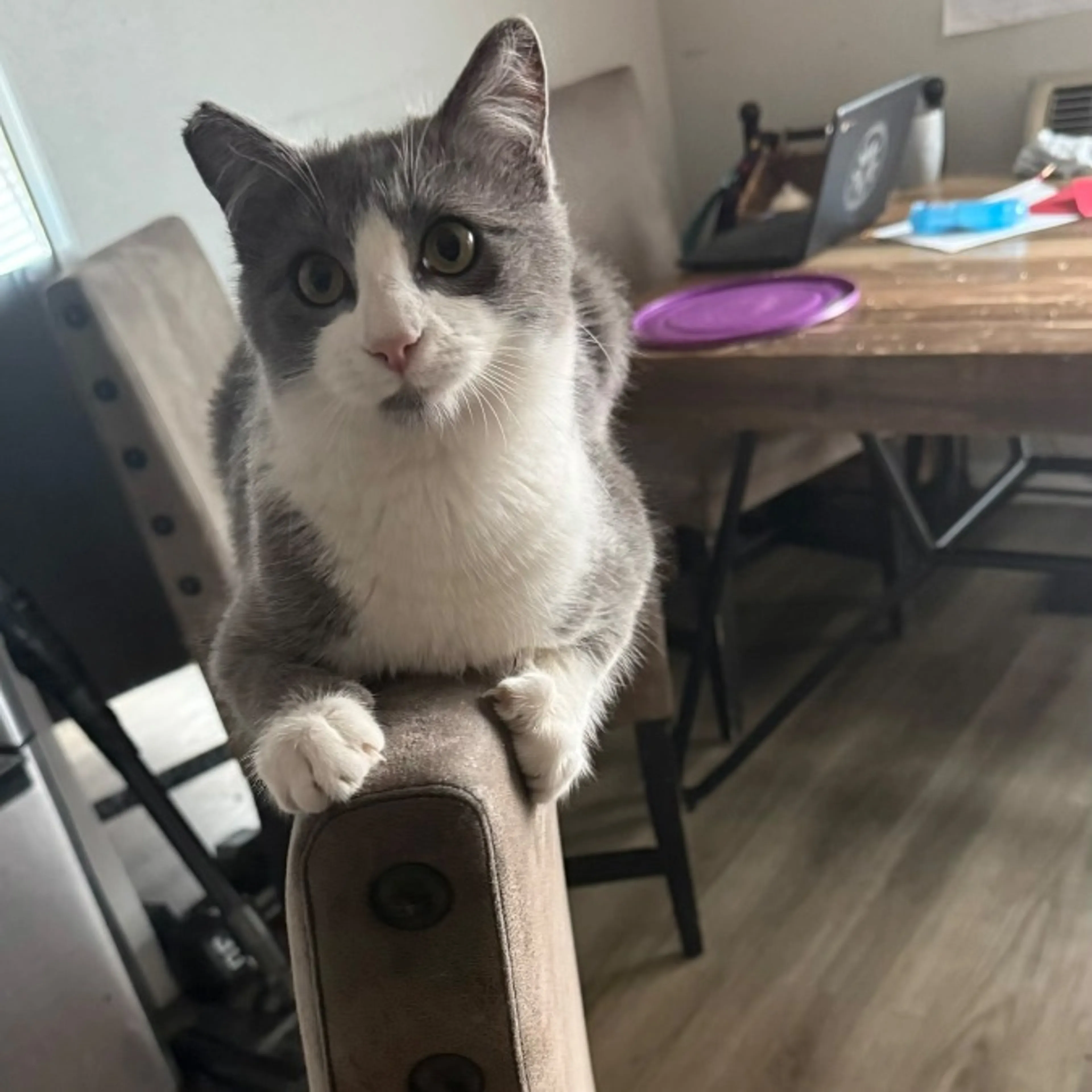 Lost pet