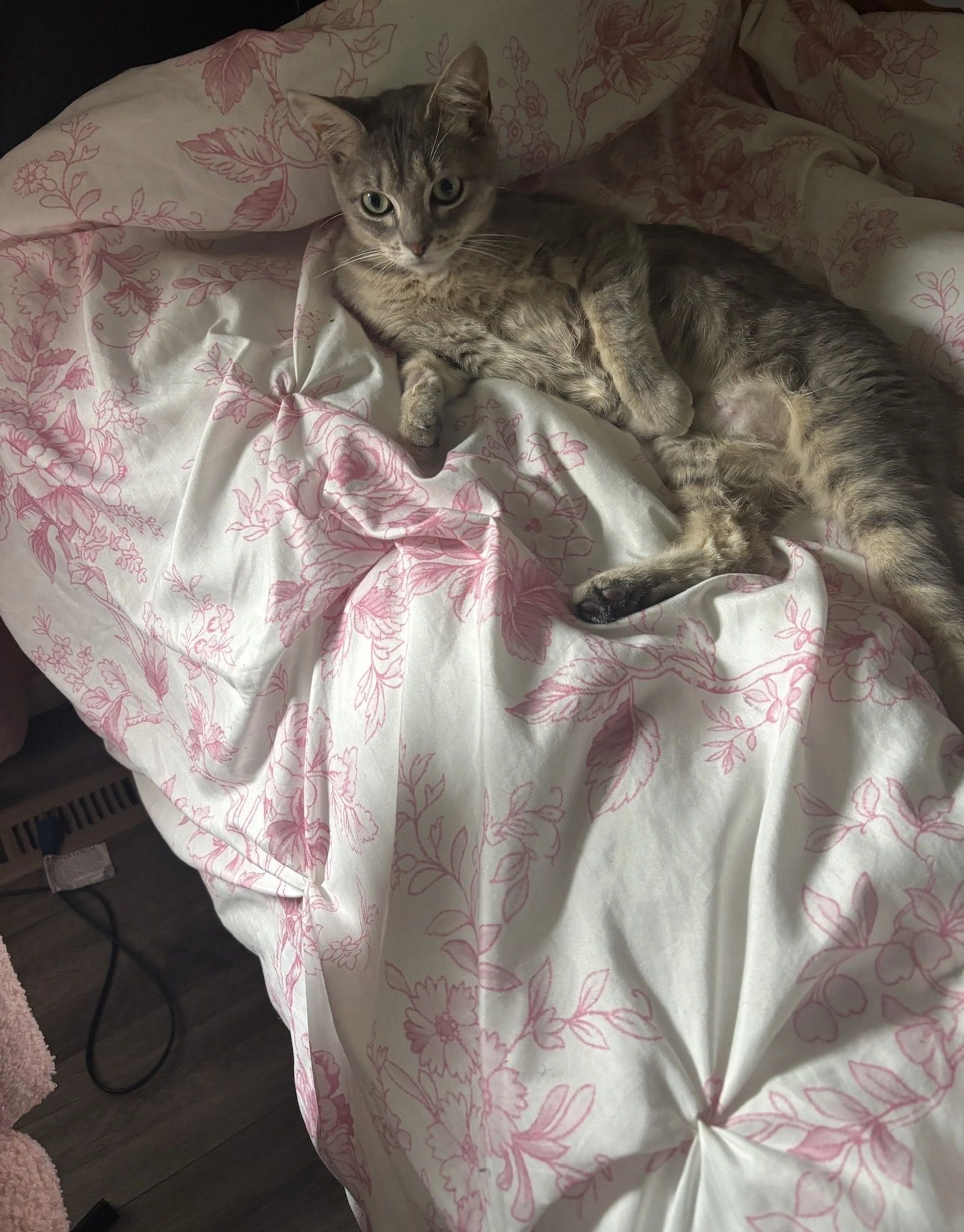 Lost pet-1