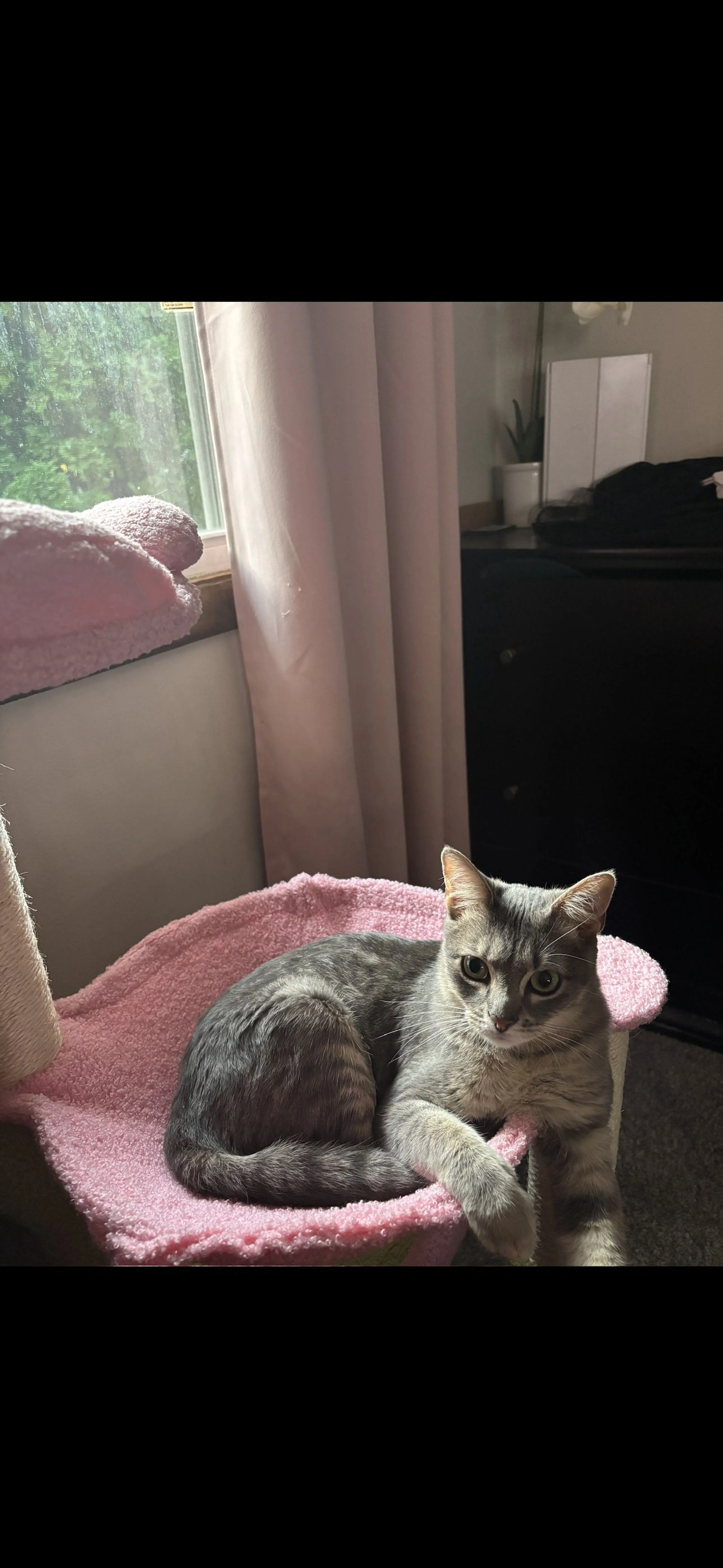 Lost pet-0
