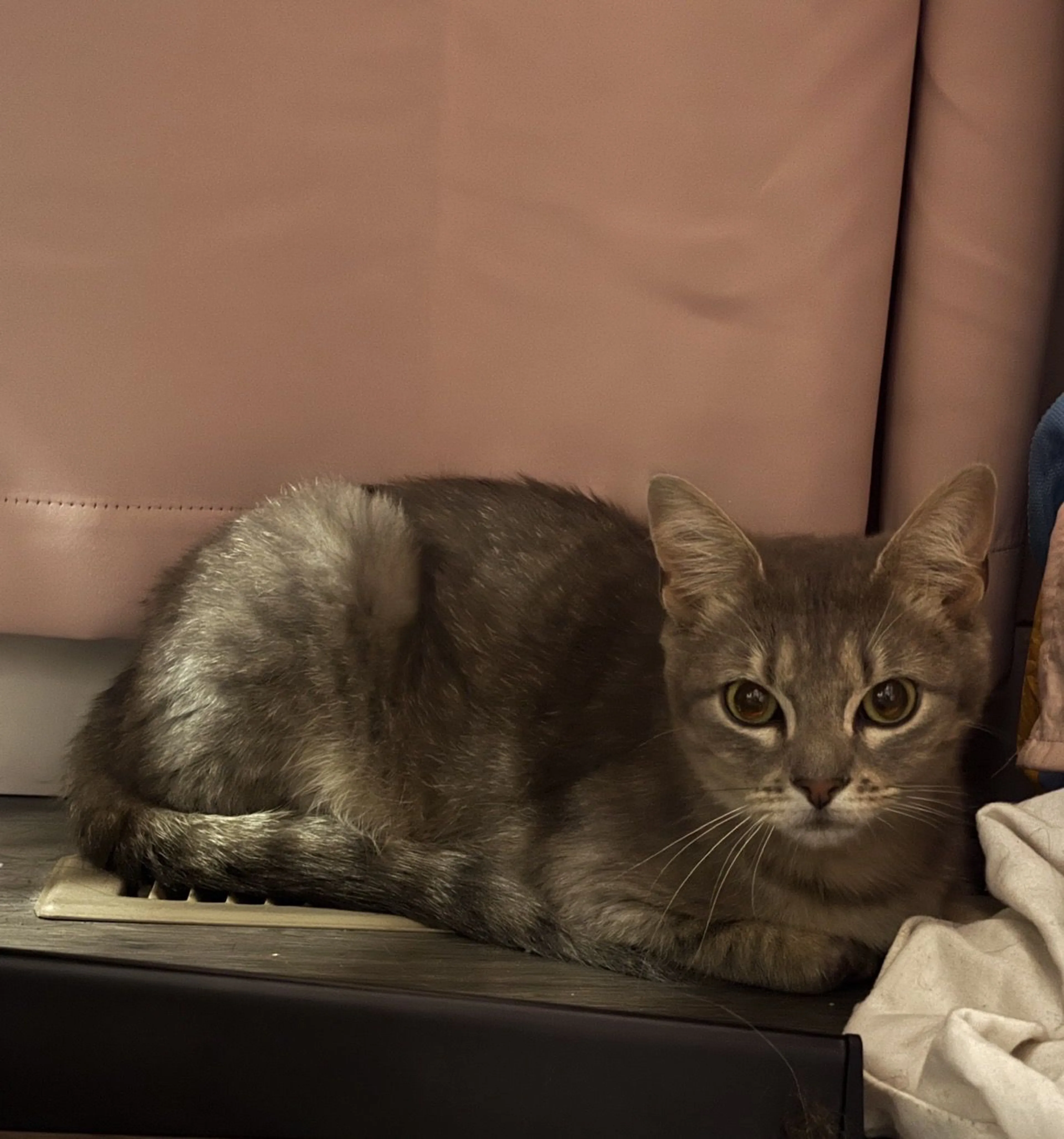 Lost pet-2