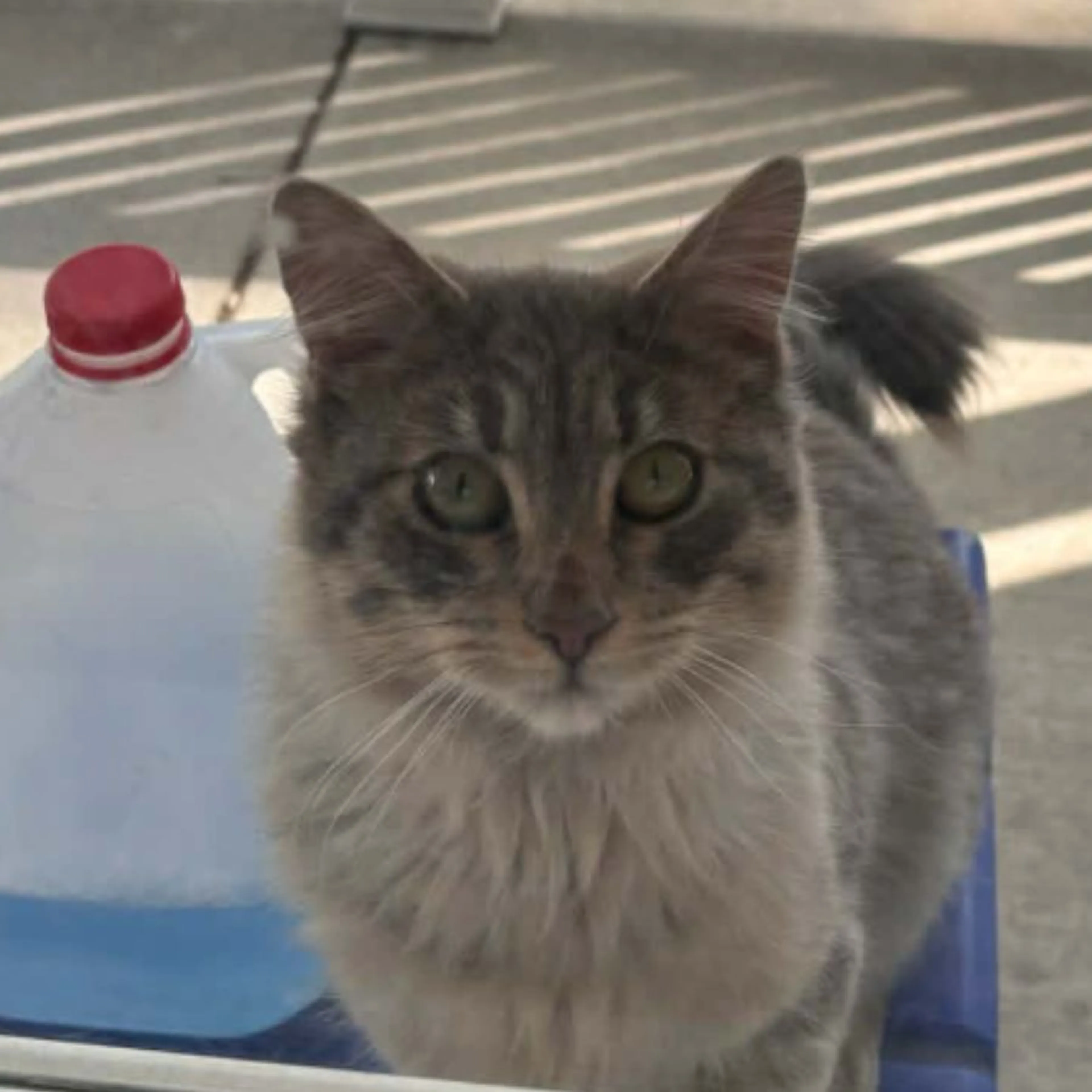 Found pet