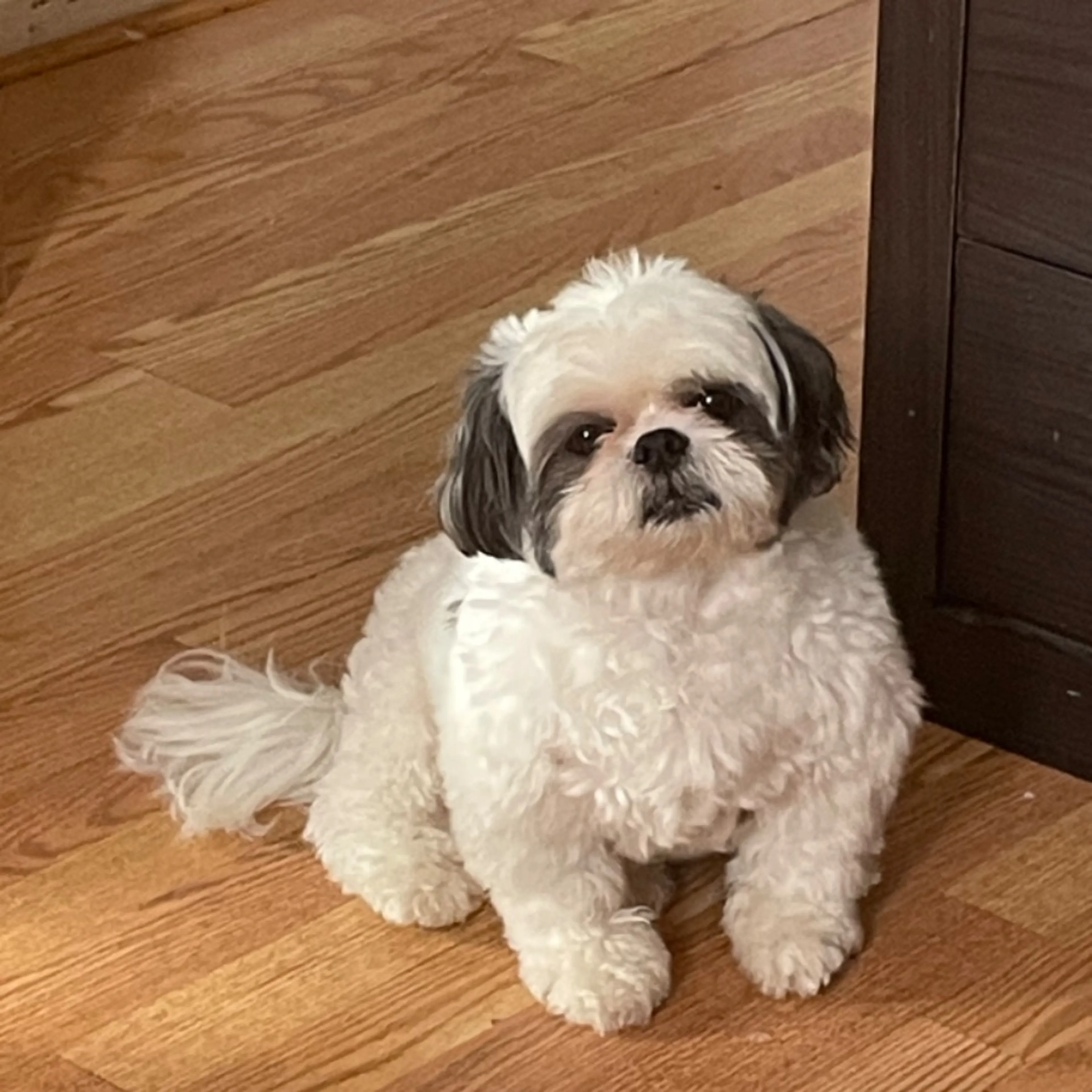 Lost pet-0