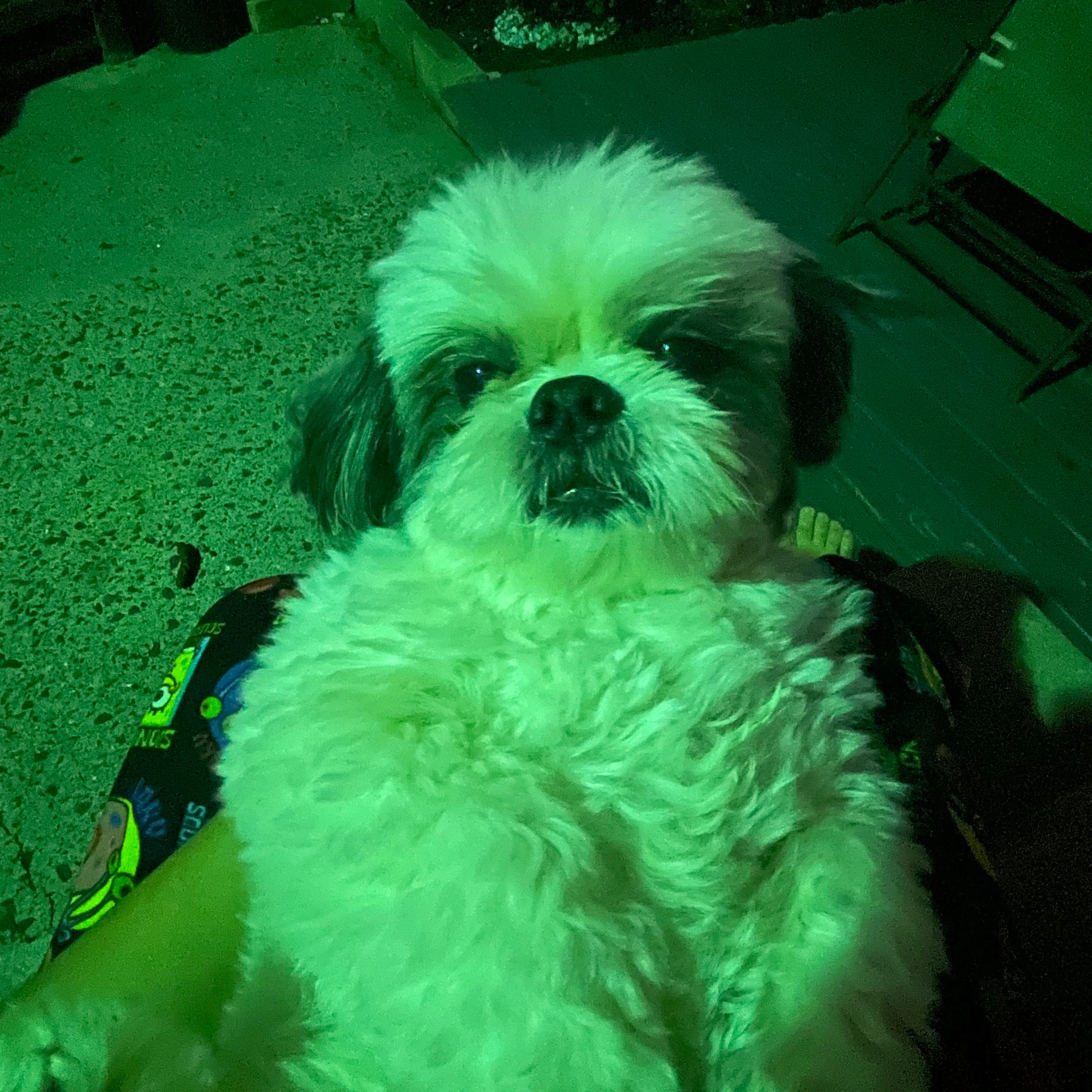 Lost pet-1