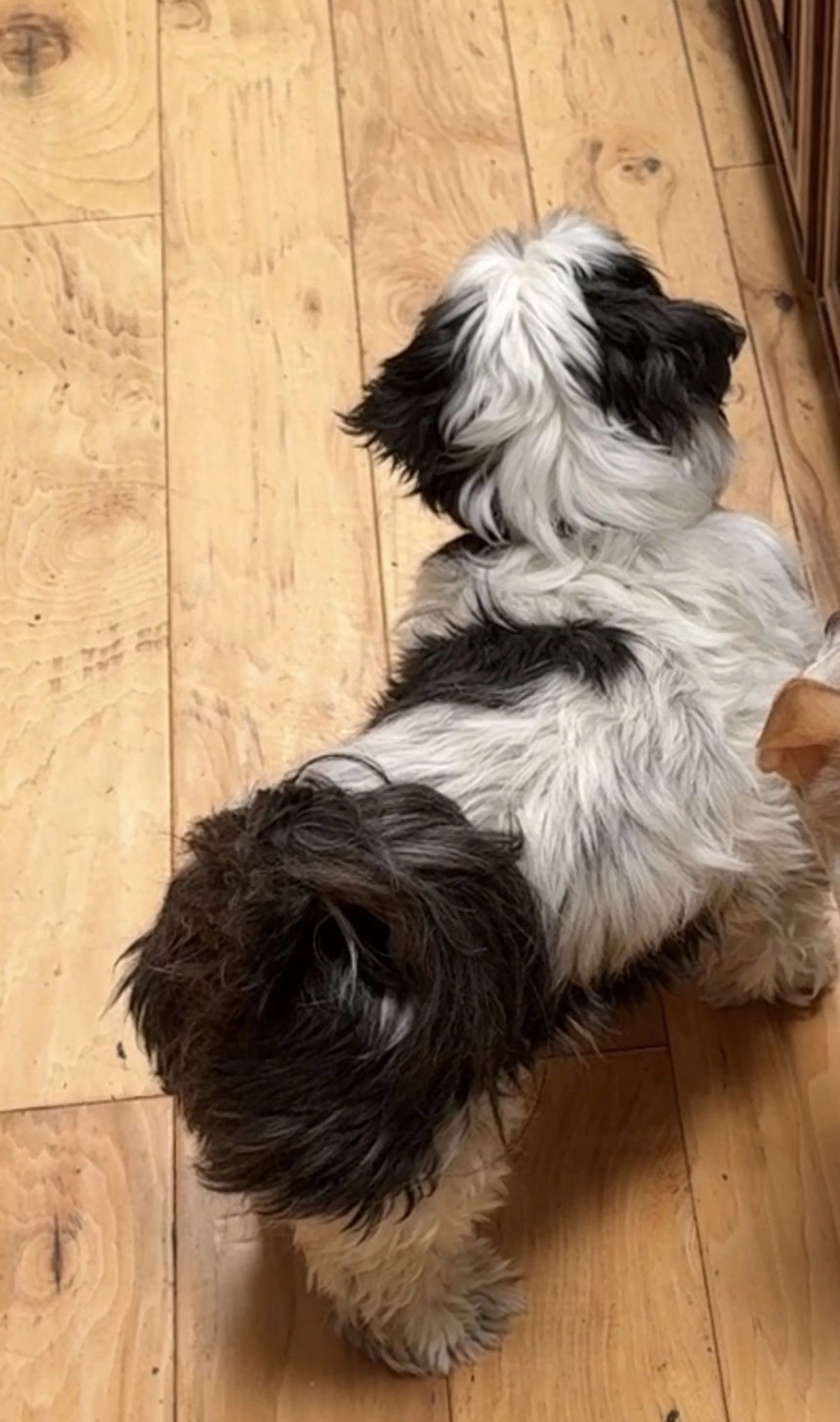 Lost pet-2