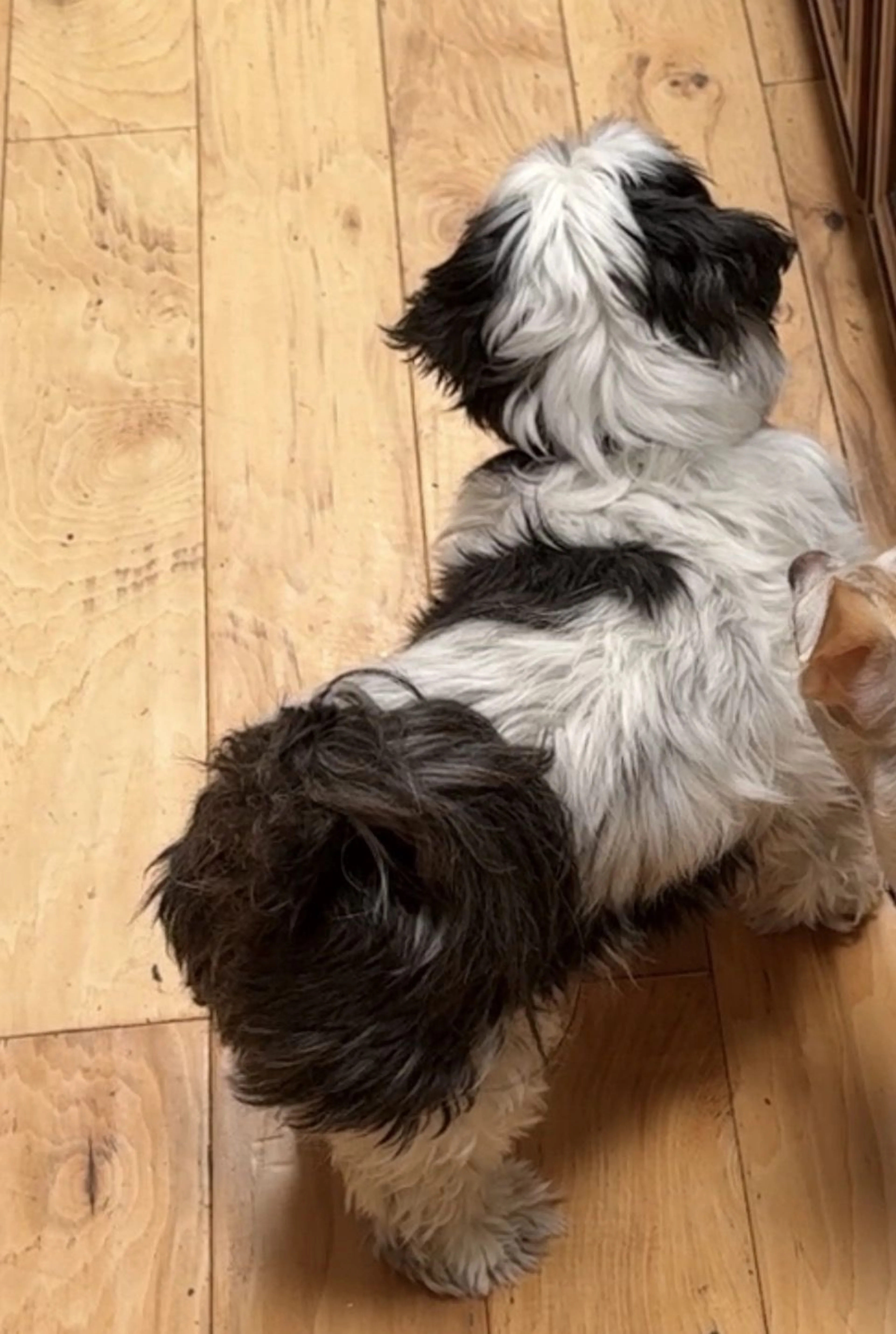 Lost pet-1