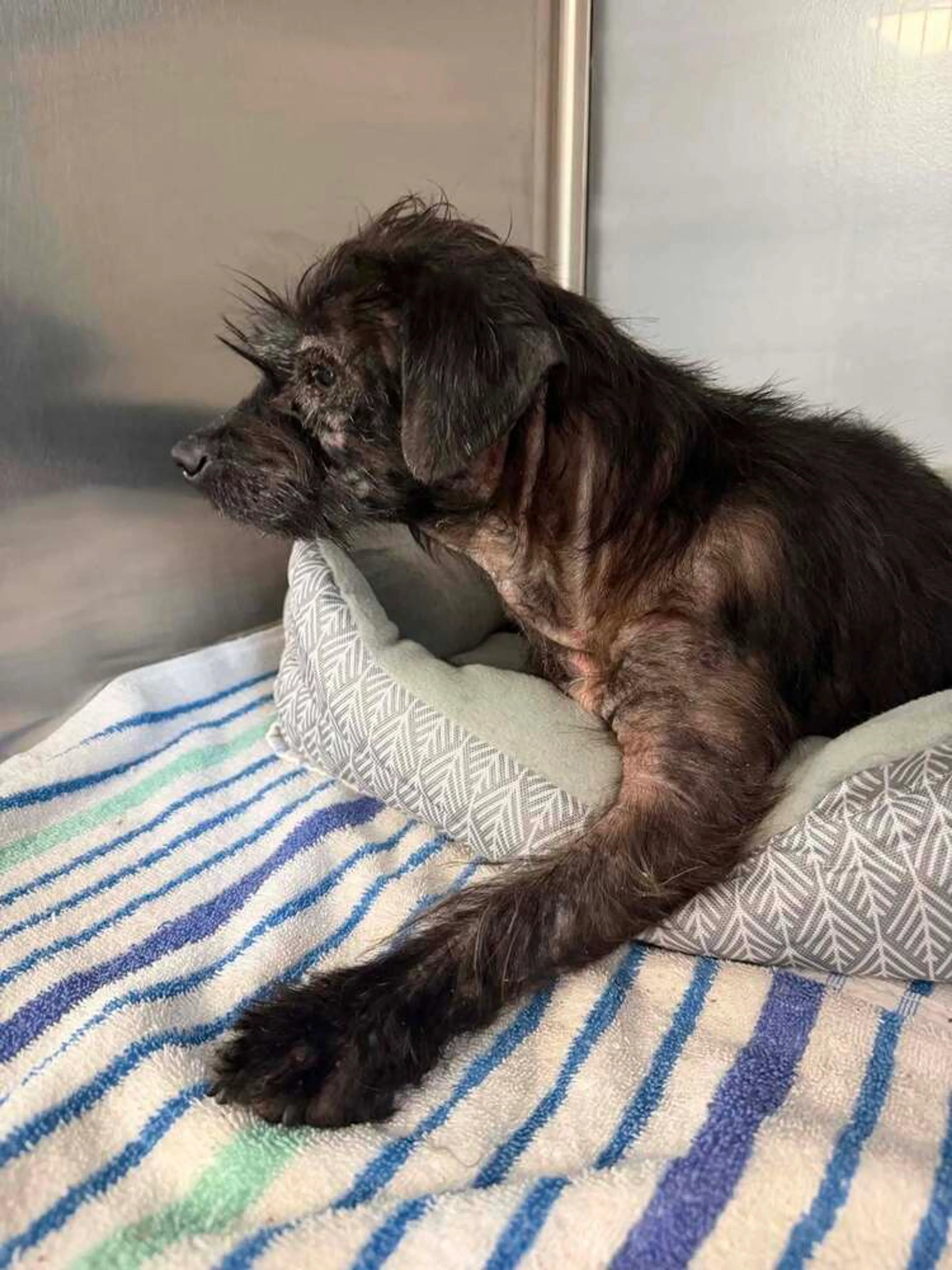 Found pet-1