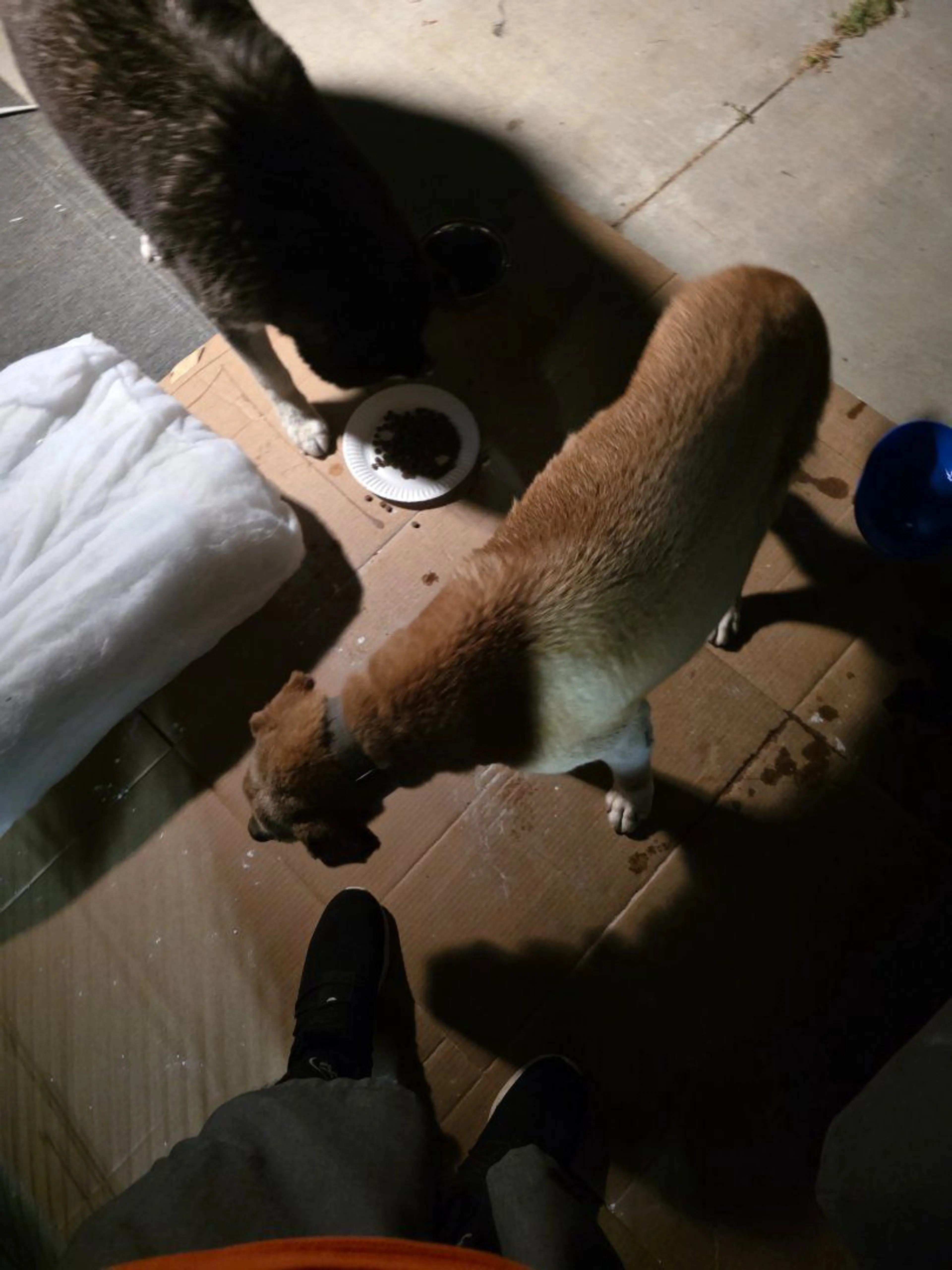 Lost pet-1