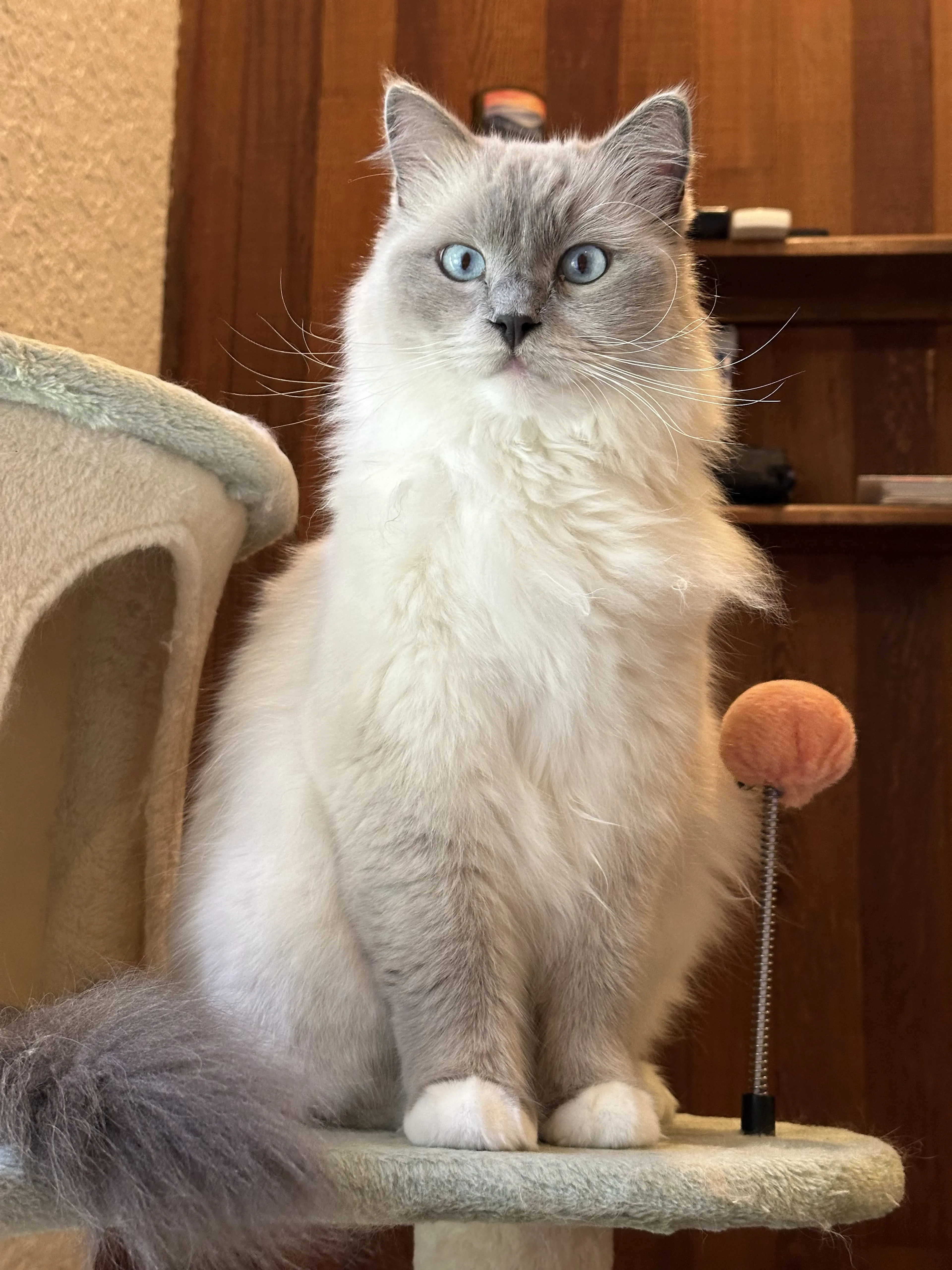 Lost pet-1