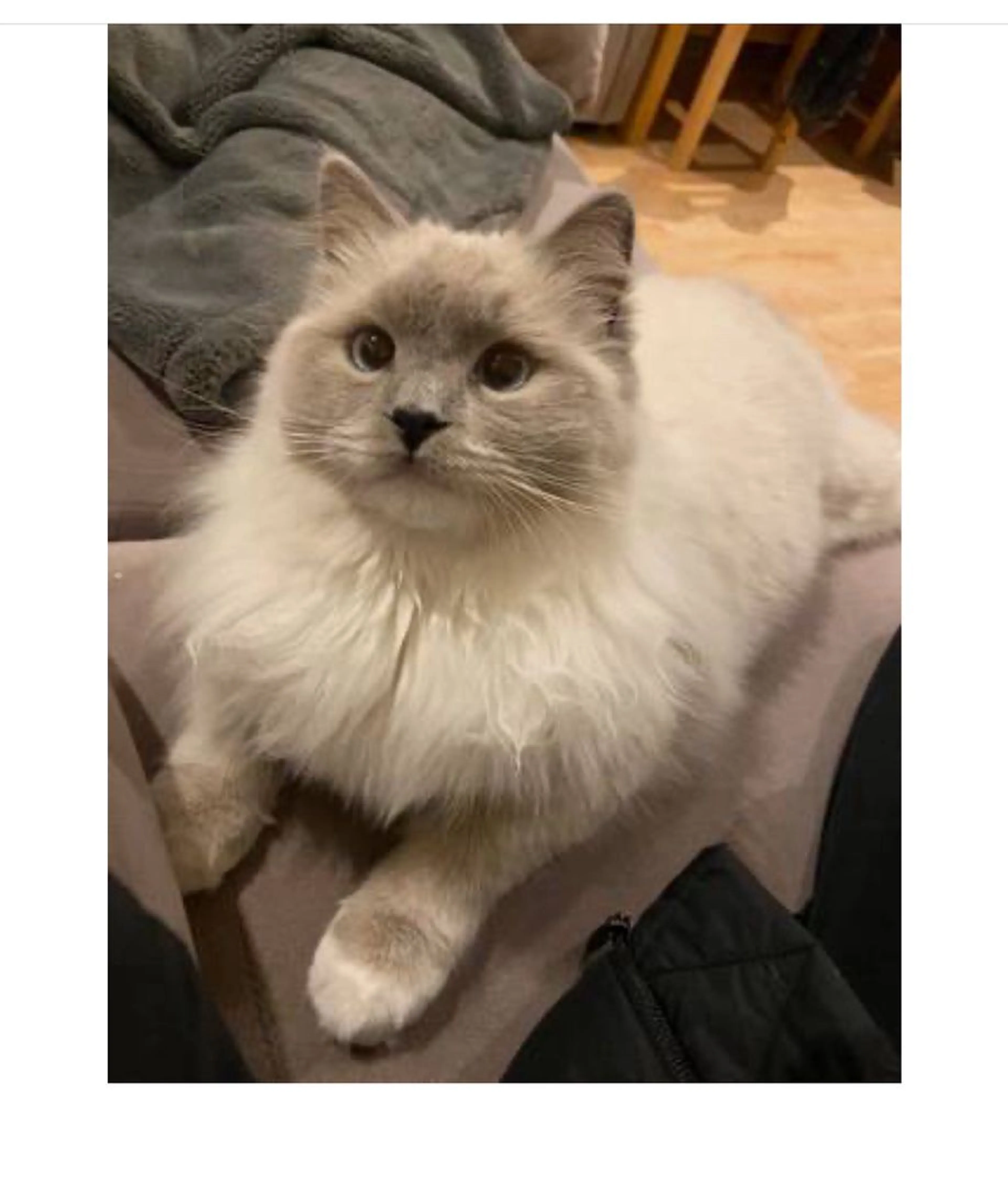 Lost pet-0