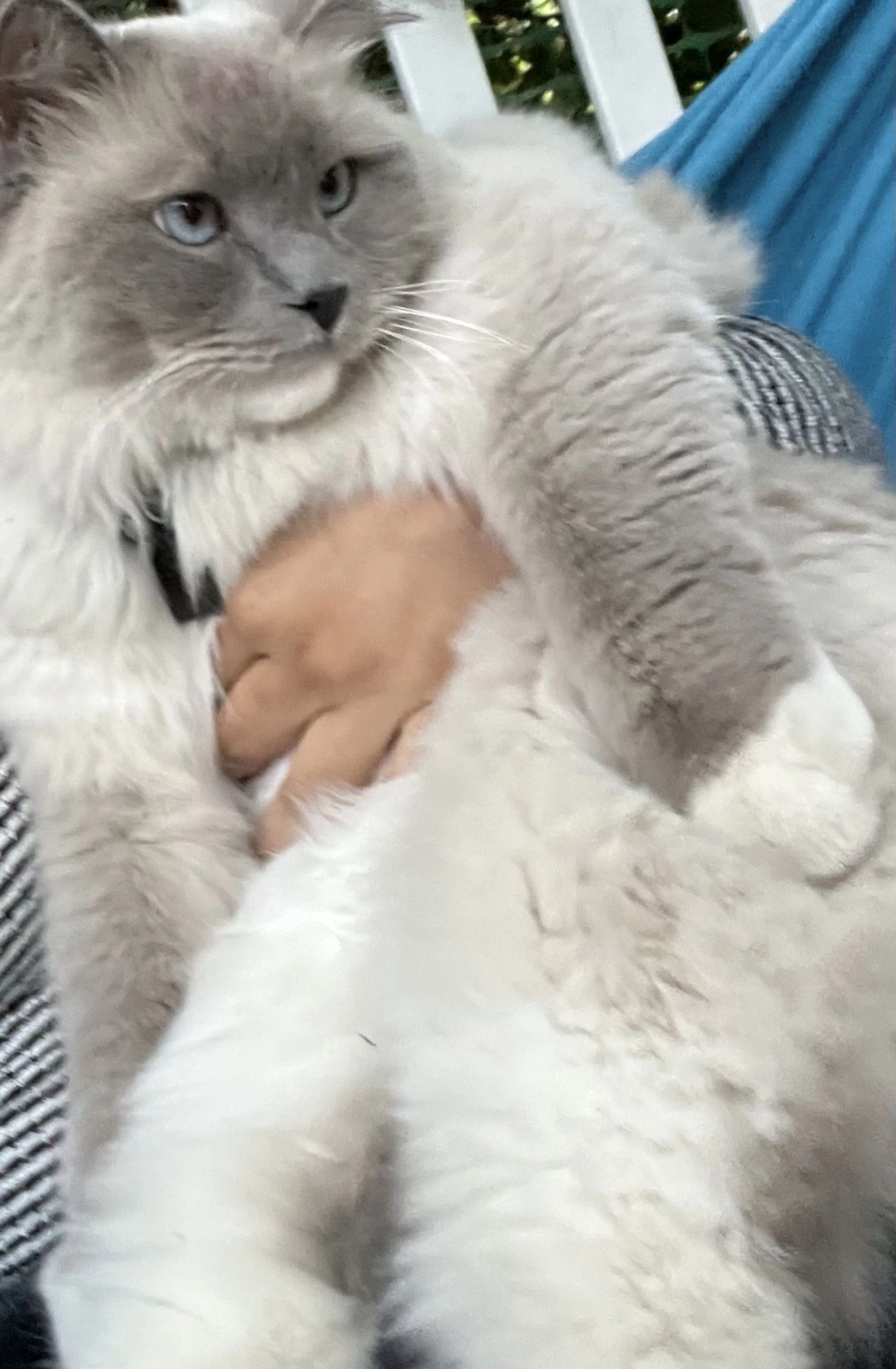 Lost pet-2
