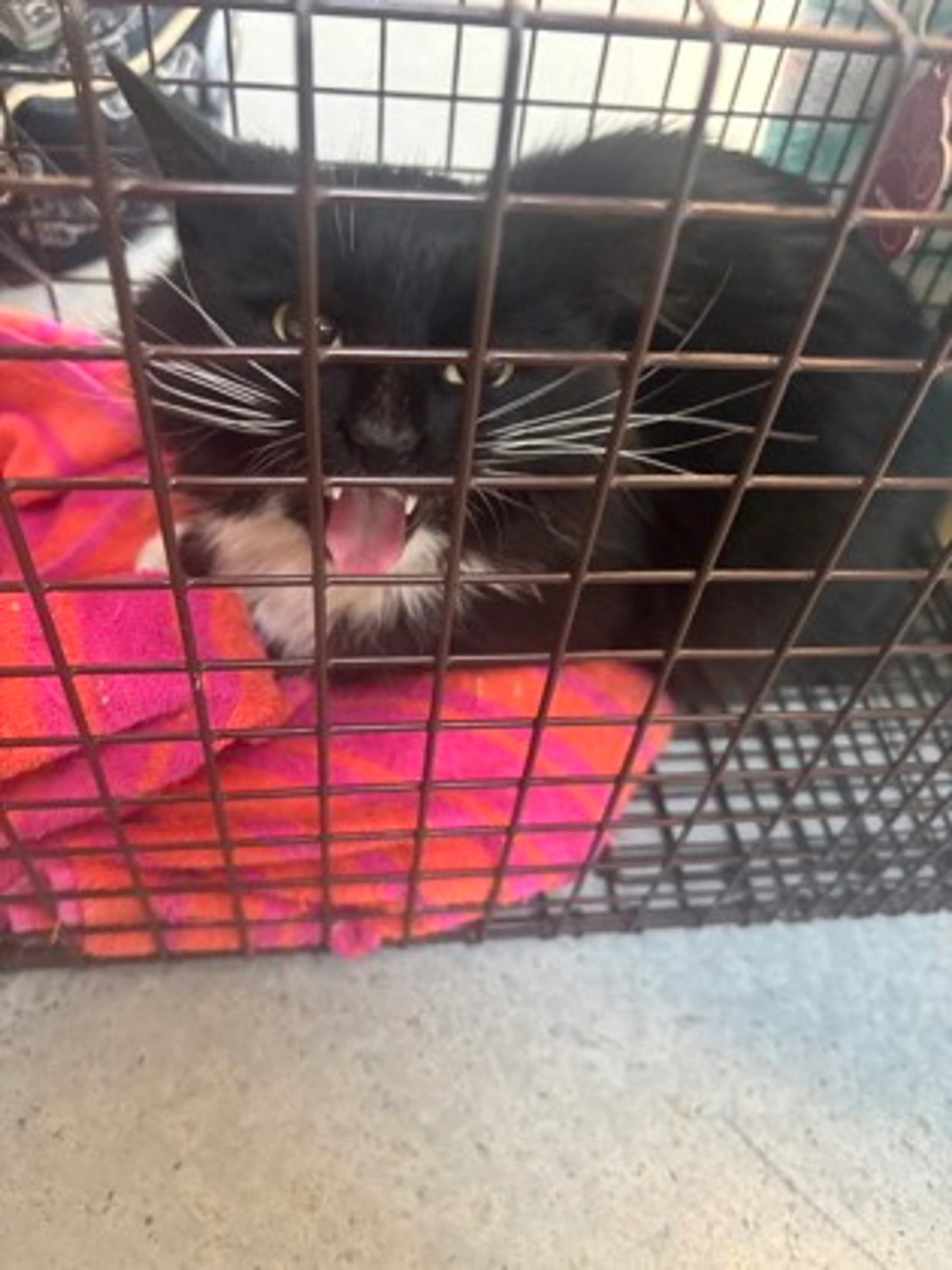 Found pet