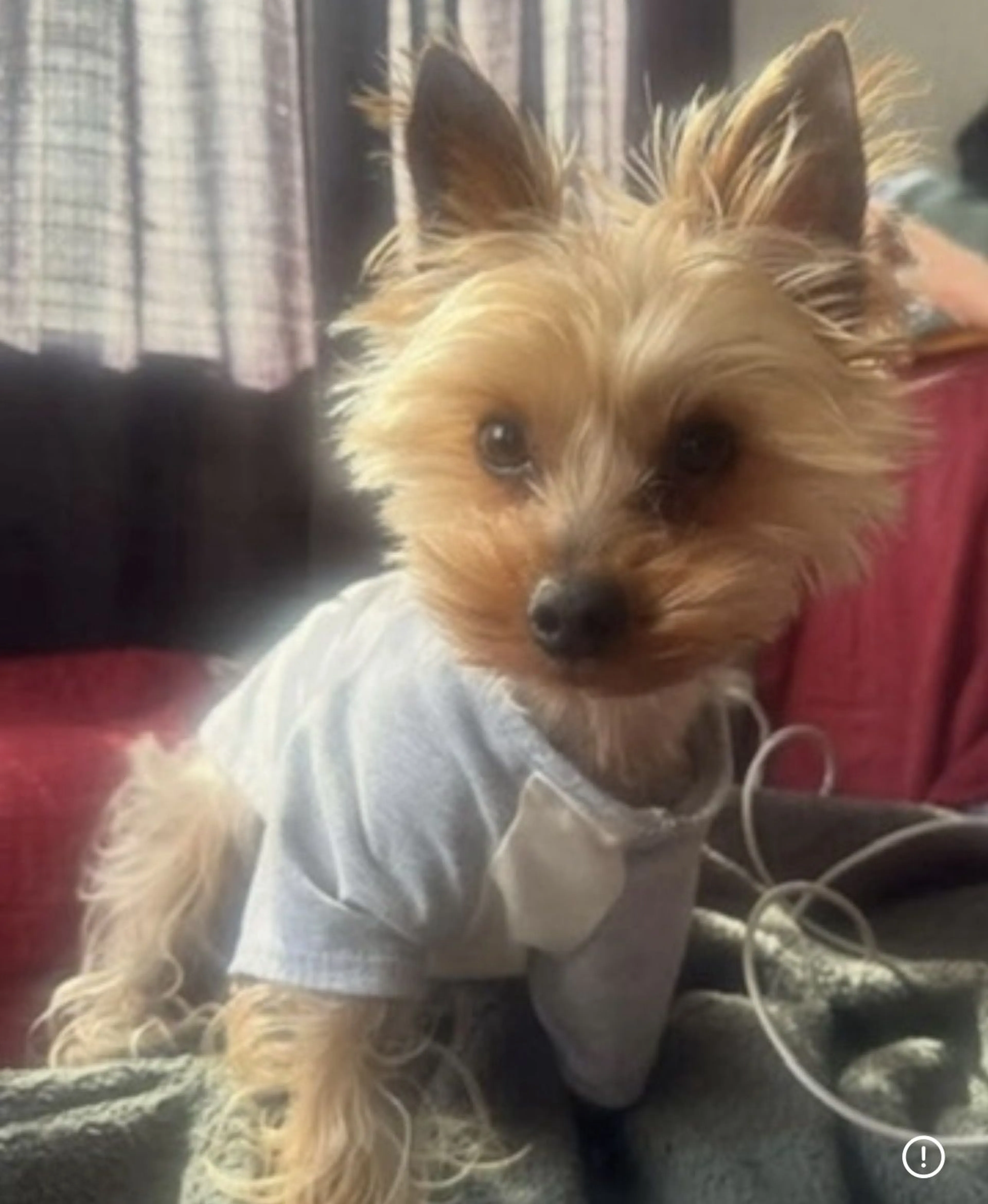 Lost pet