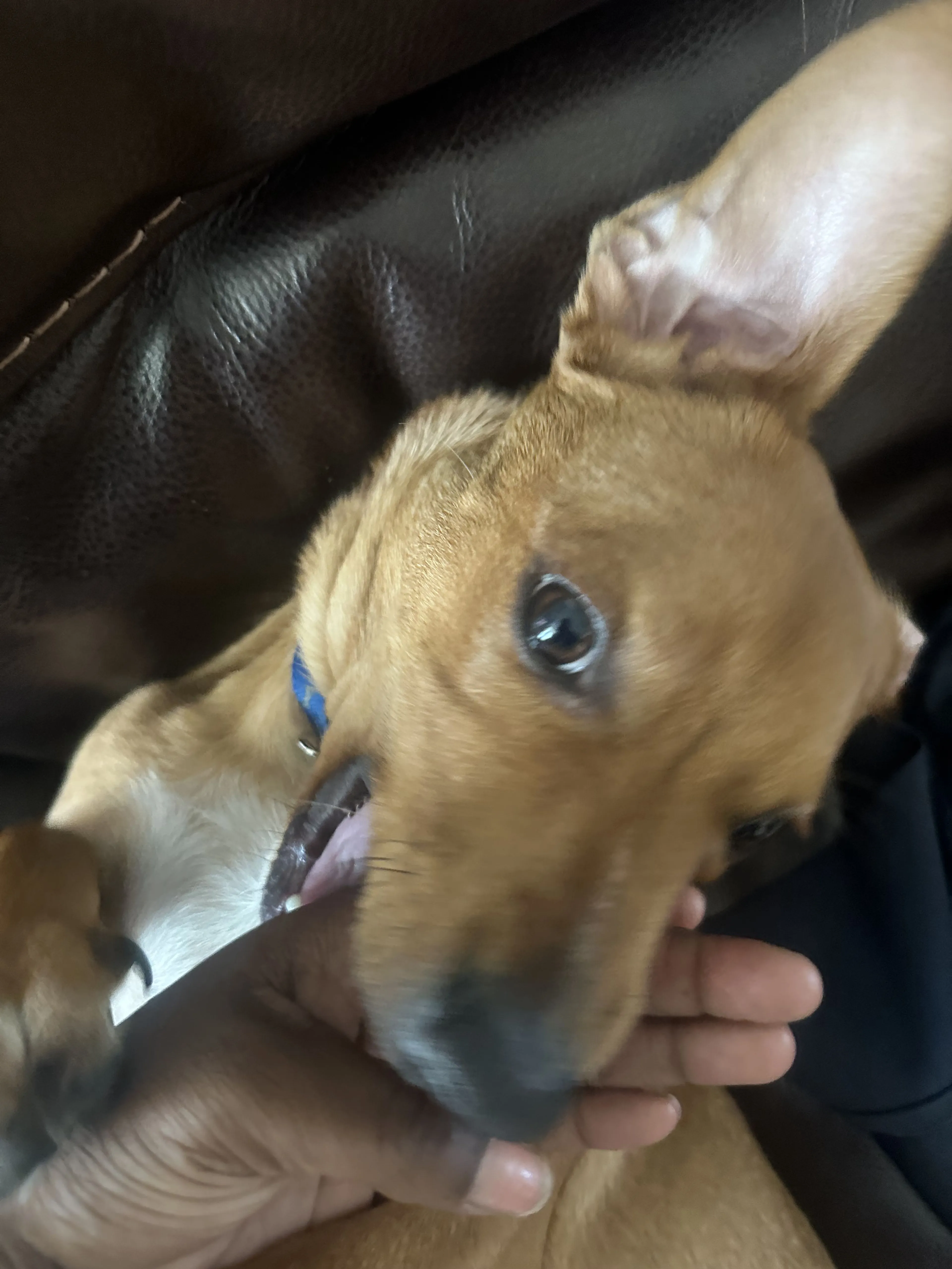 Lost pet-0