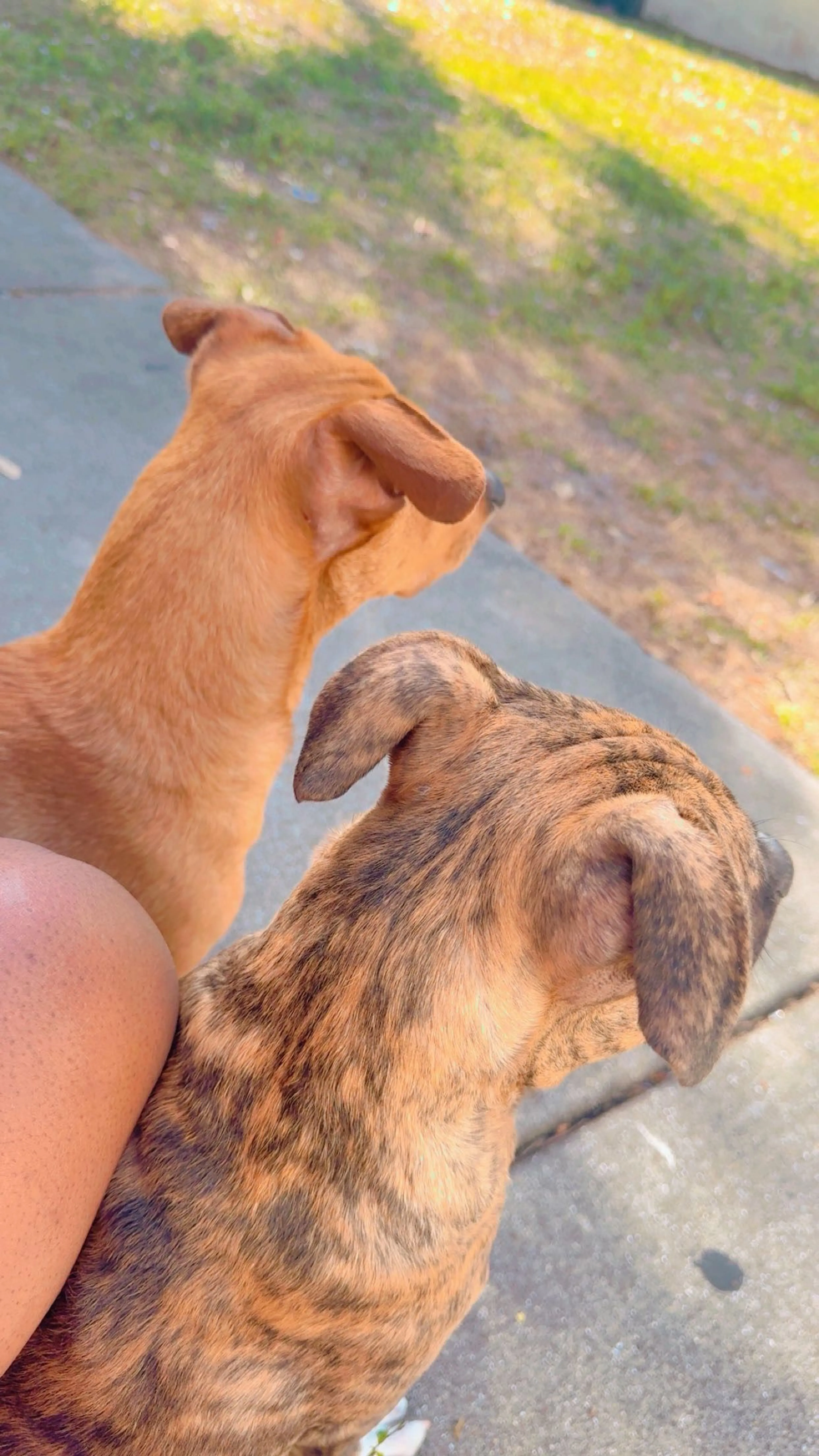 Lost pet-1