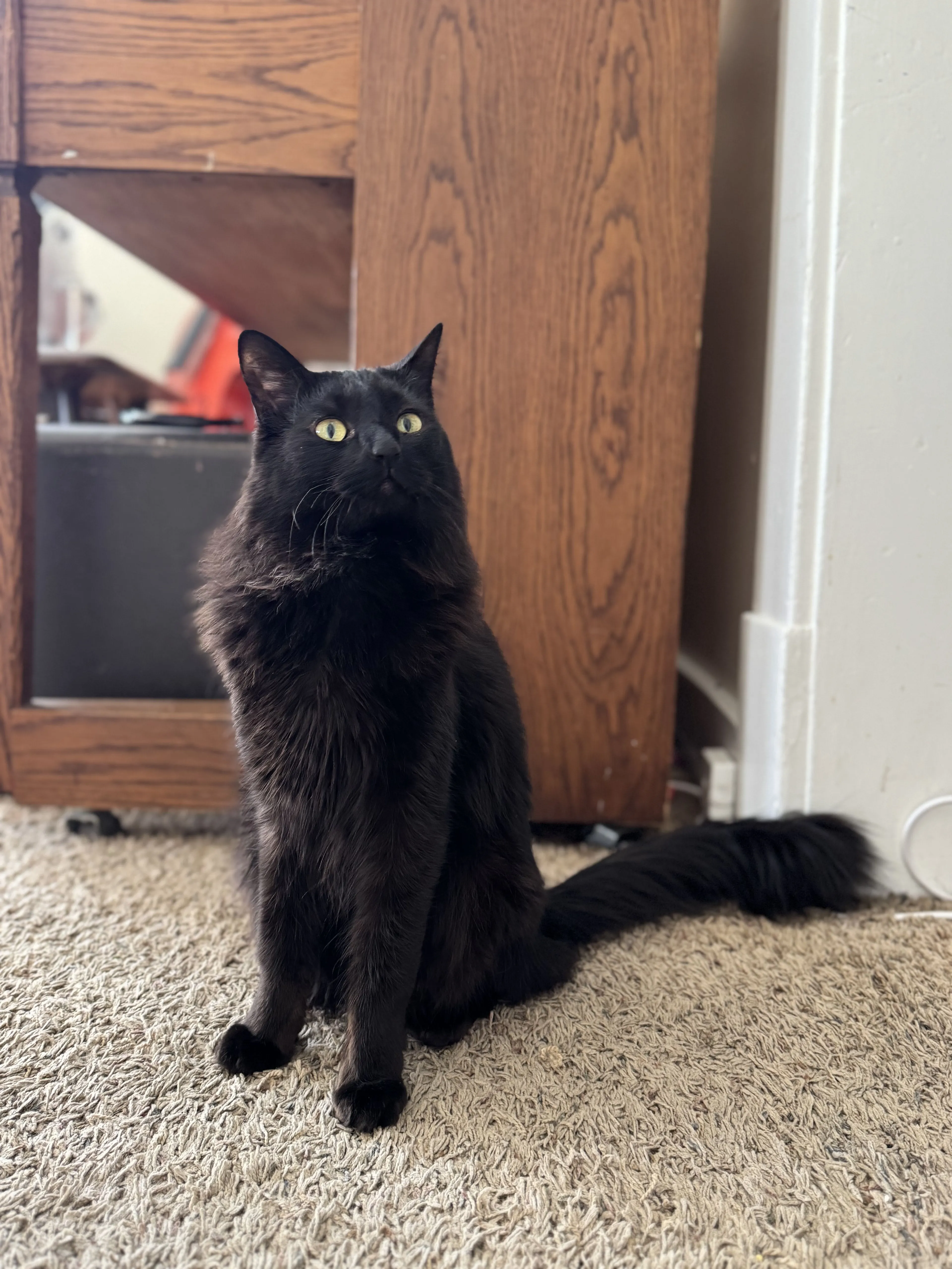 Lost pet-0