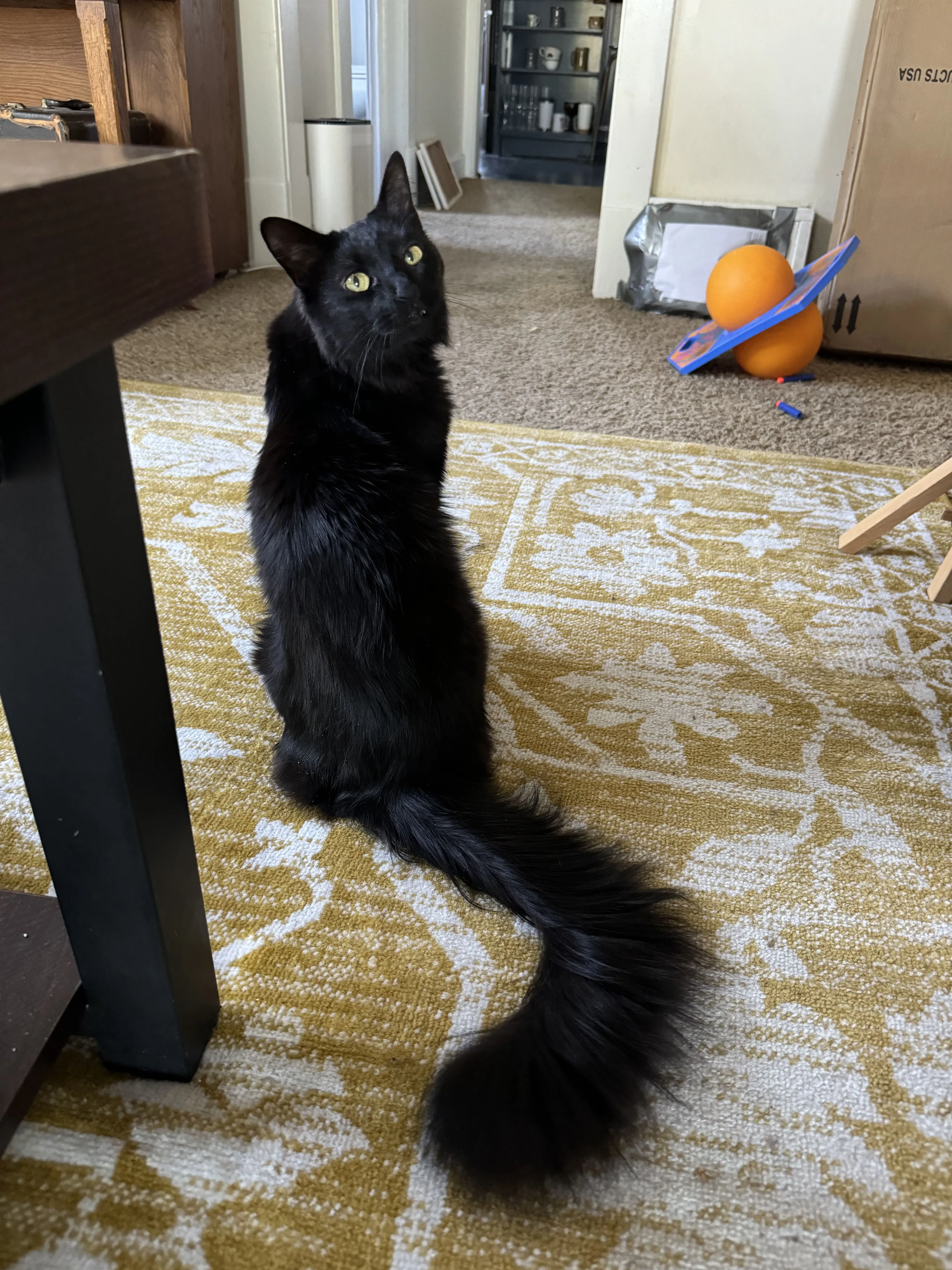 Lost pet-1