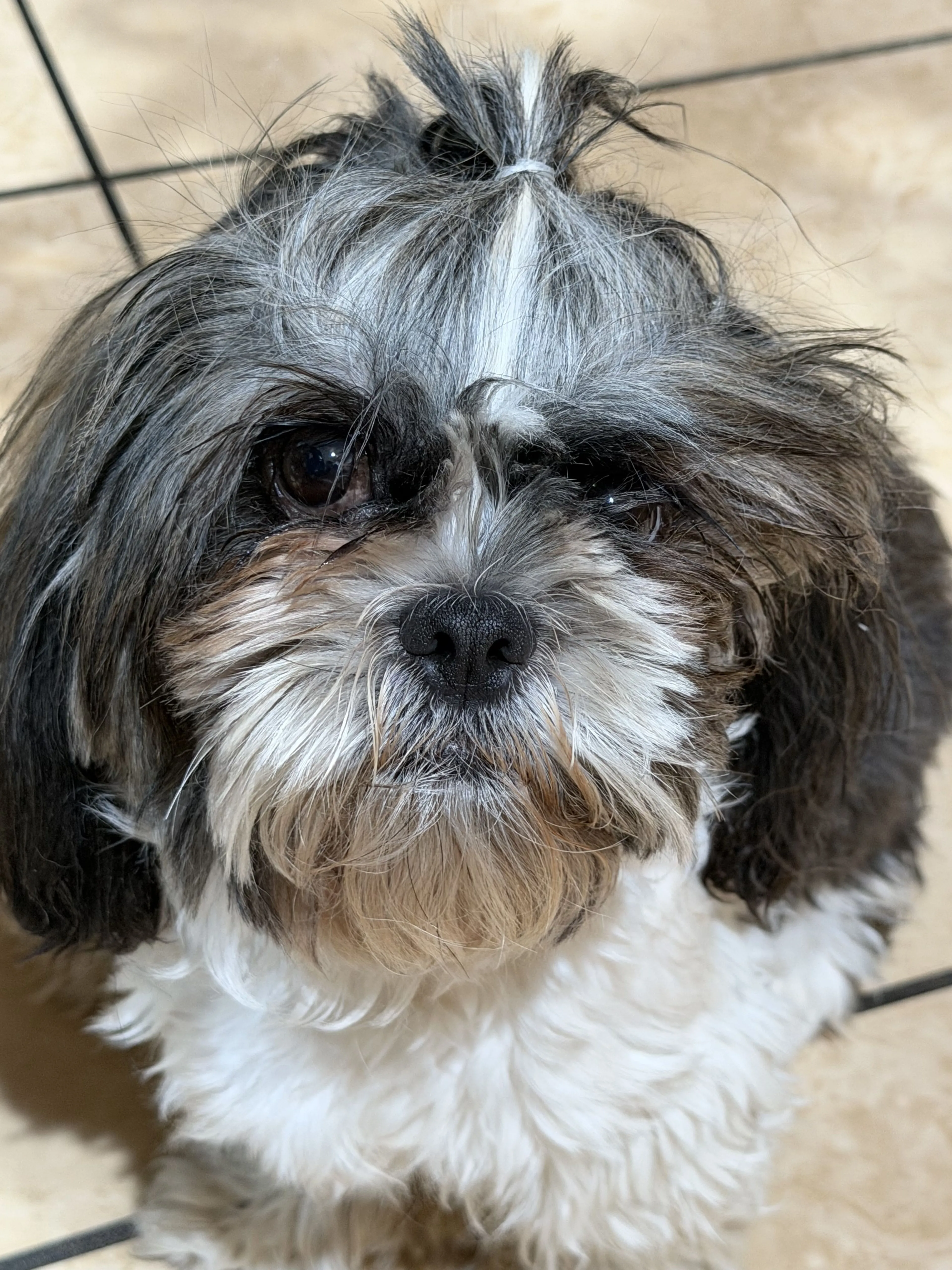 Lost pet