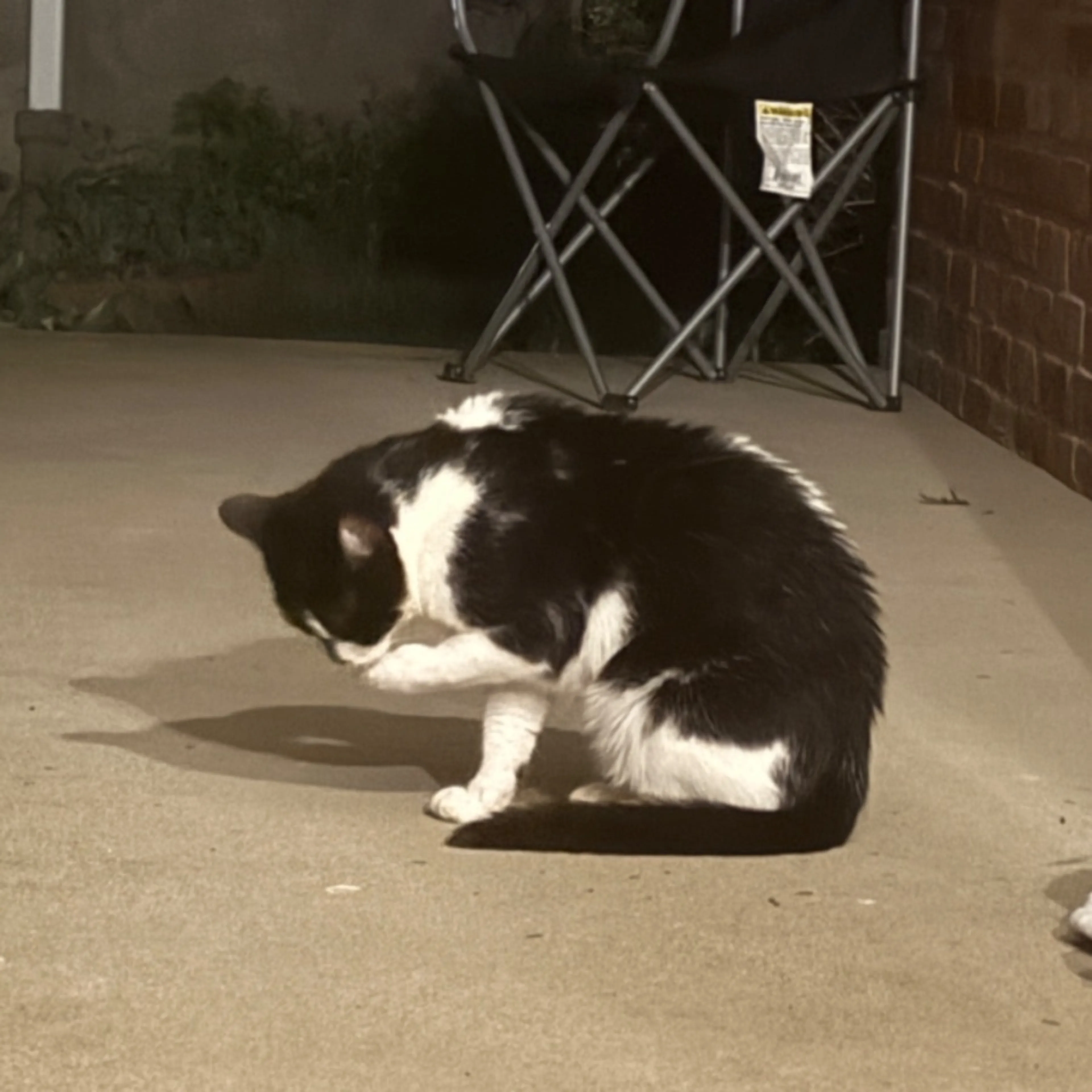 Found pet