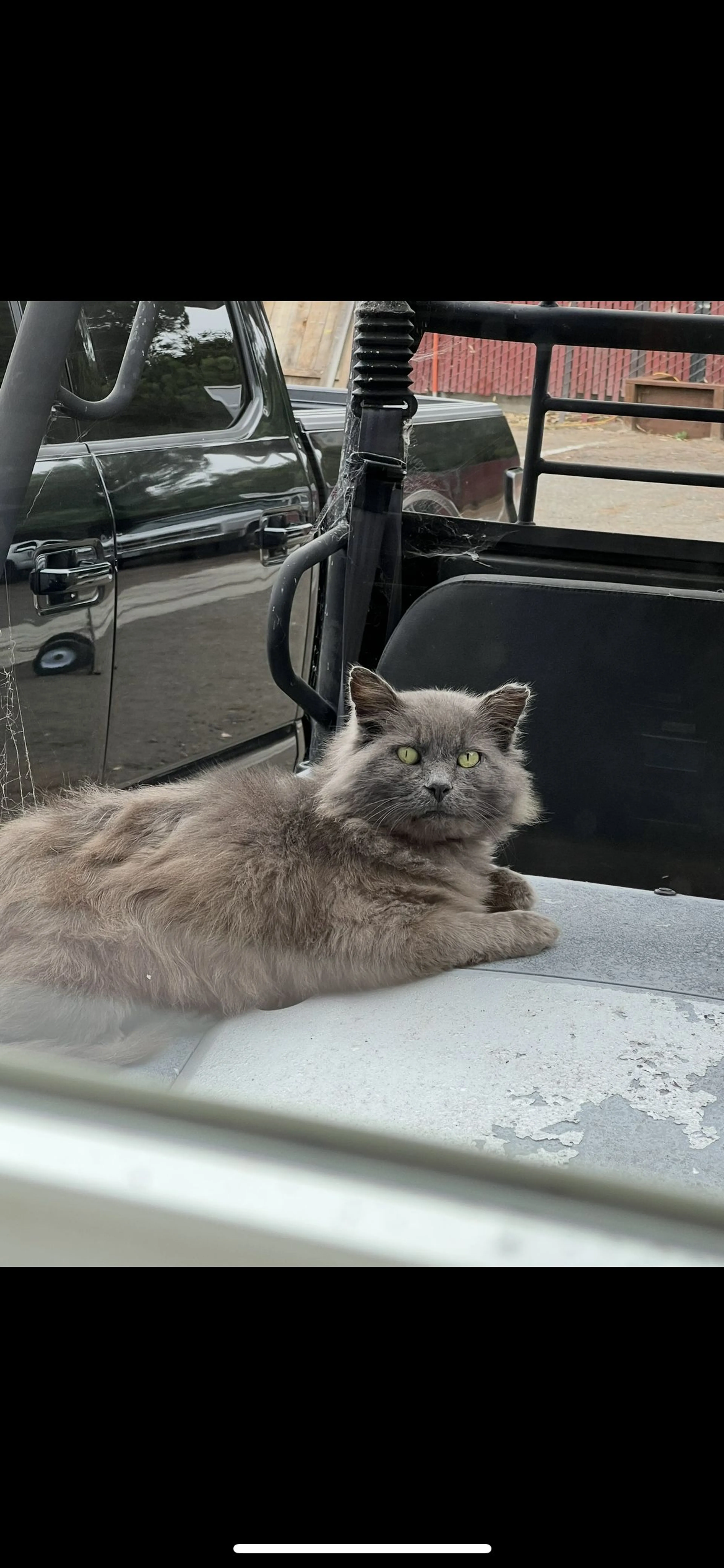 Lost pet-0