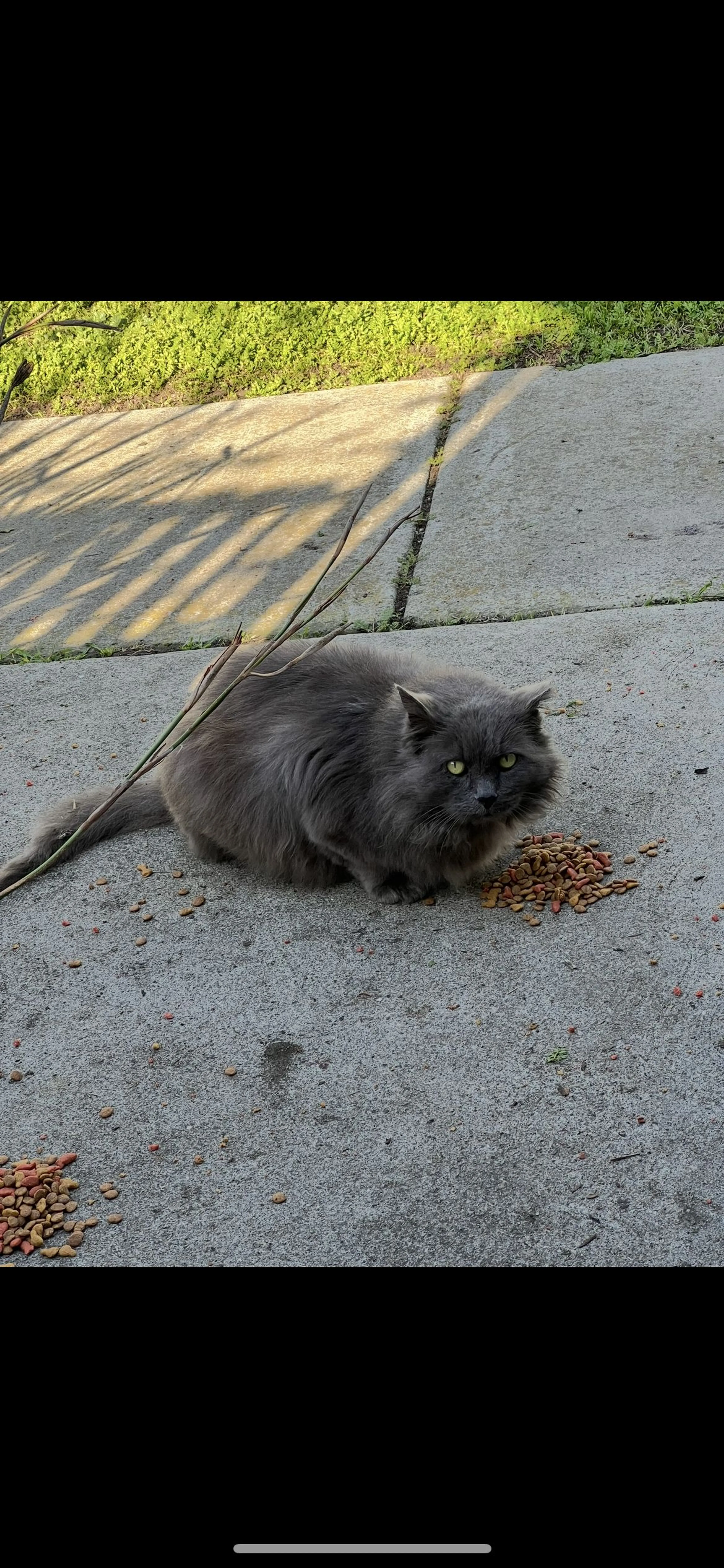 Lost pet-1