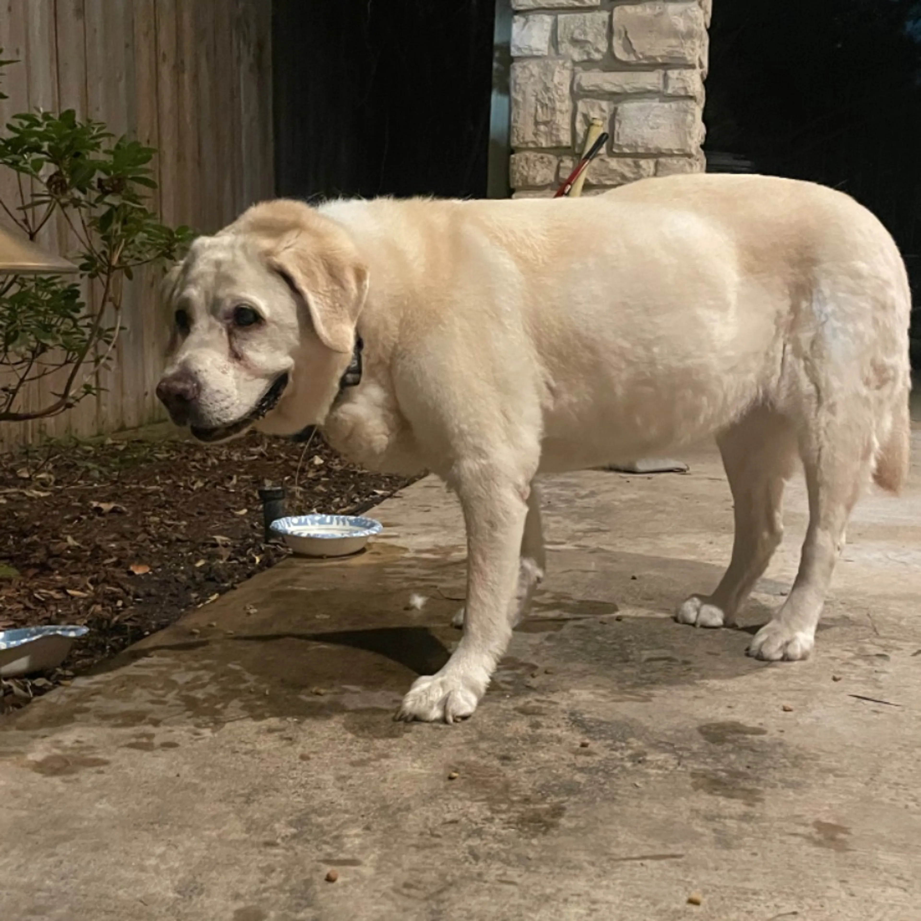 Found pet