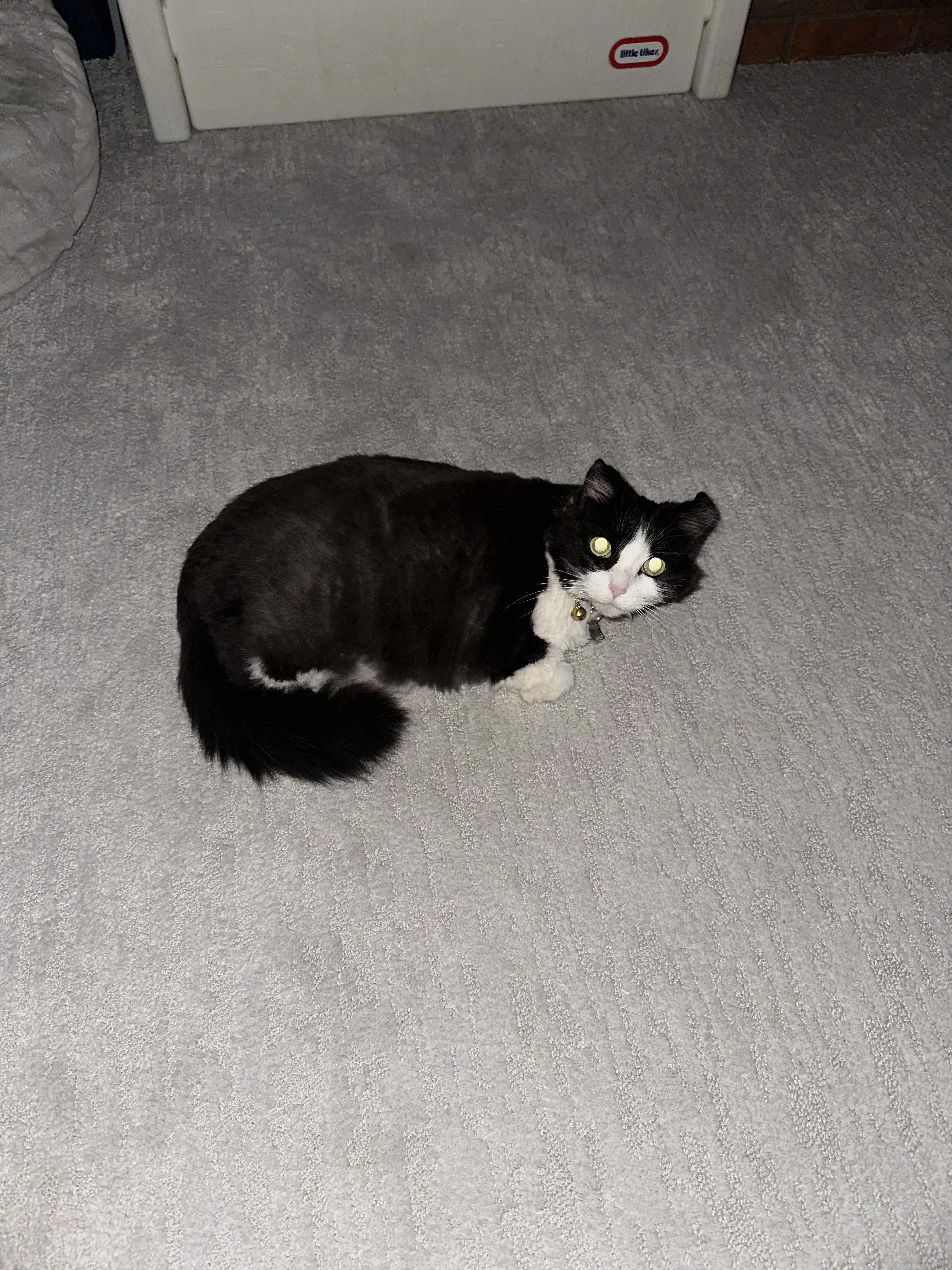 Lost pet-1