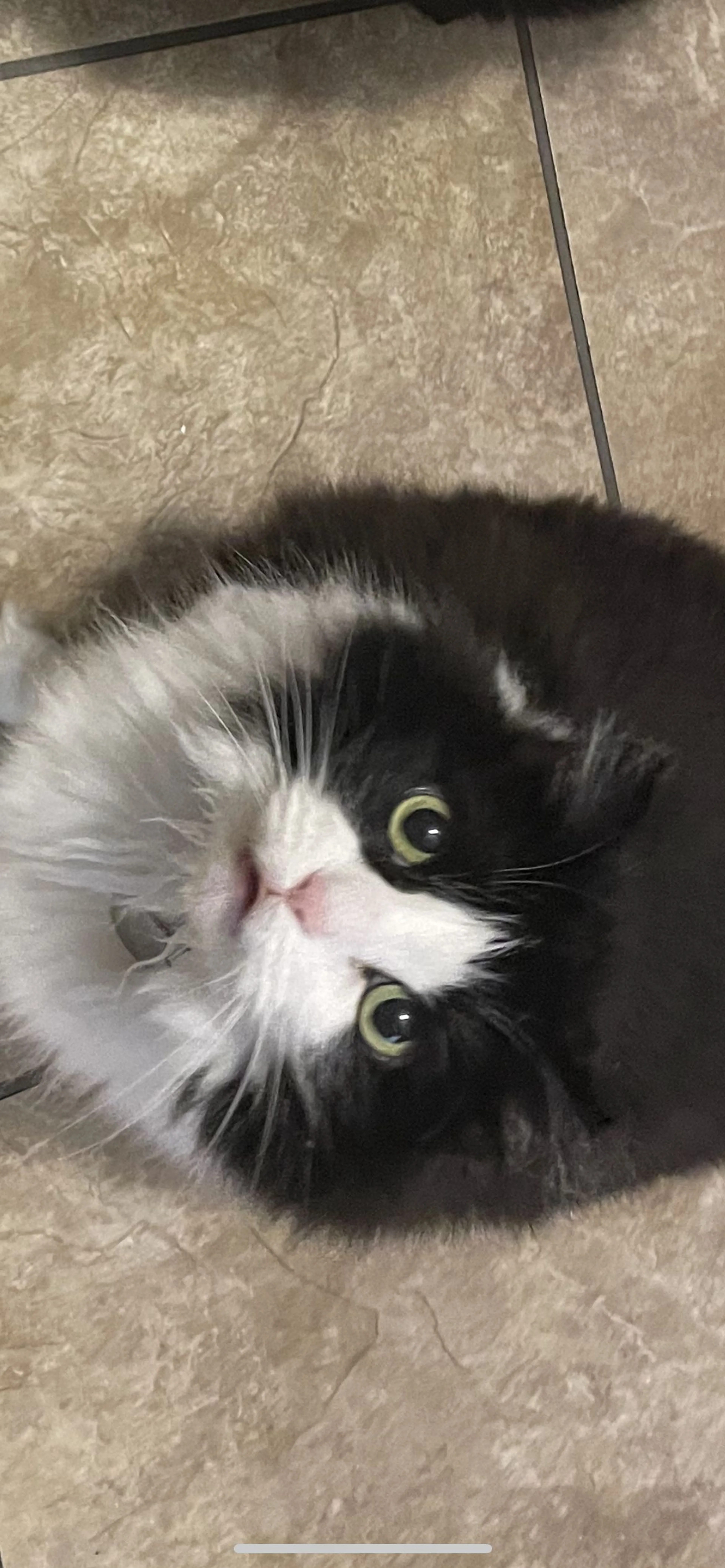 Lost pet-2
