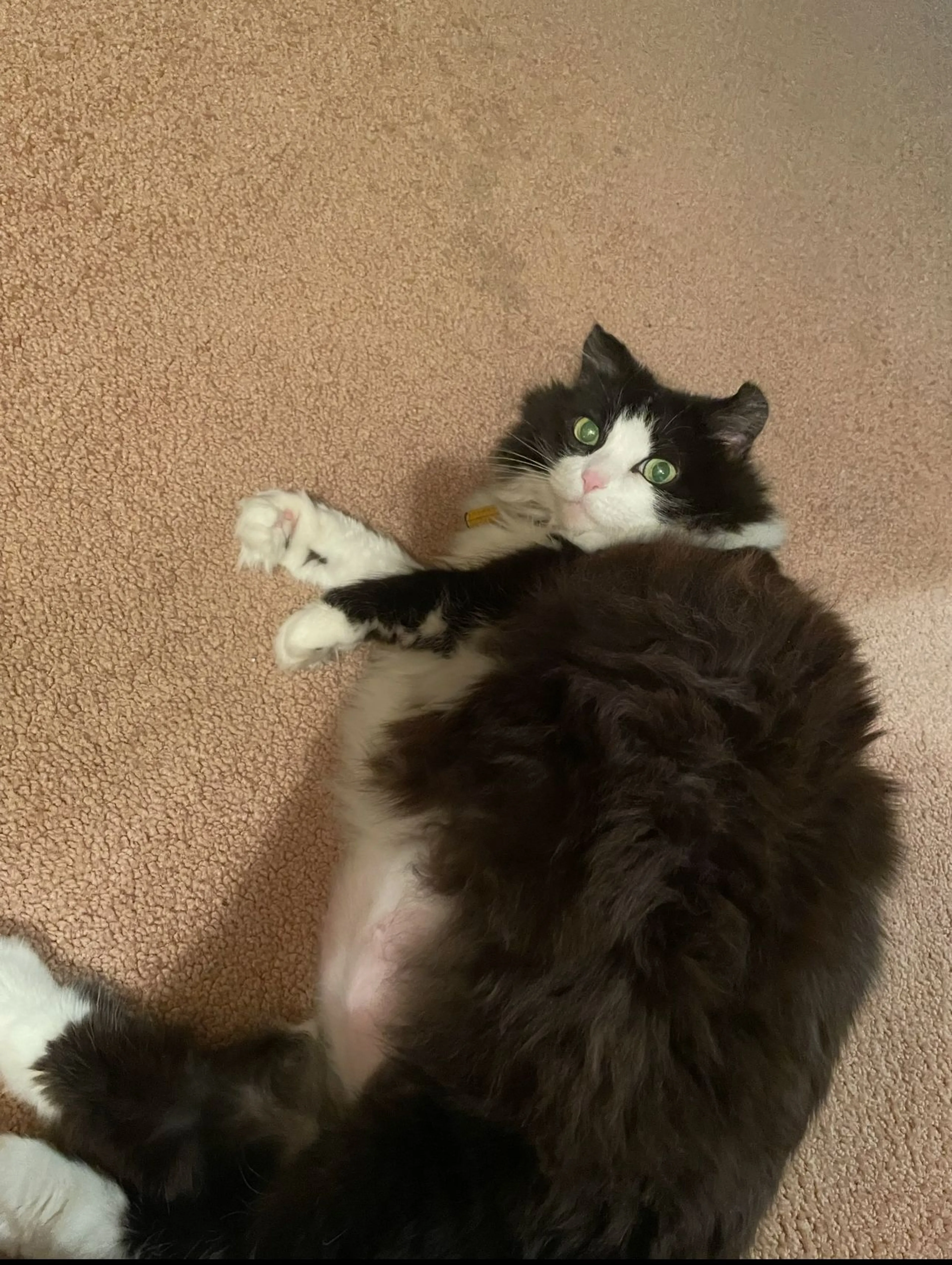 Lost pet-0