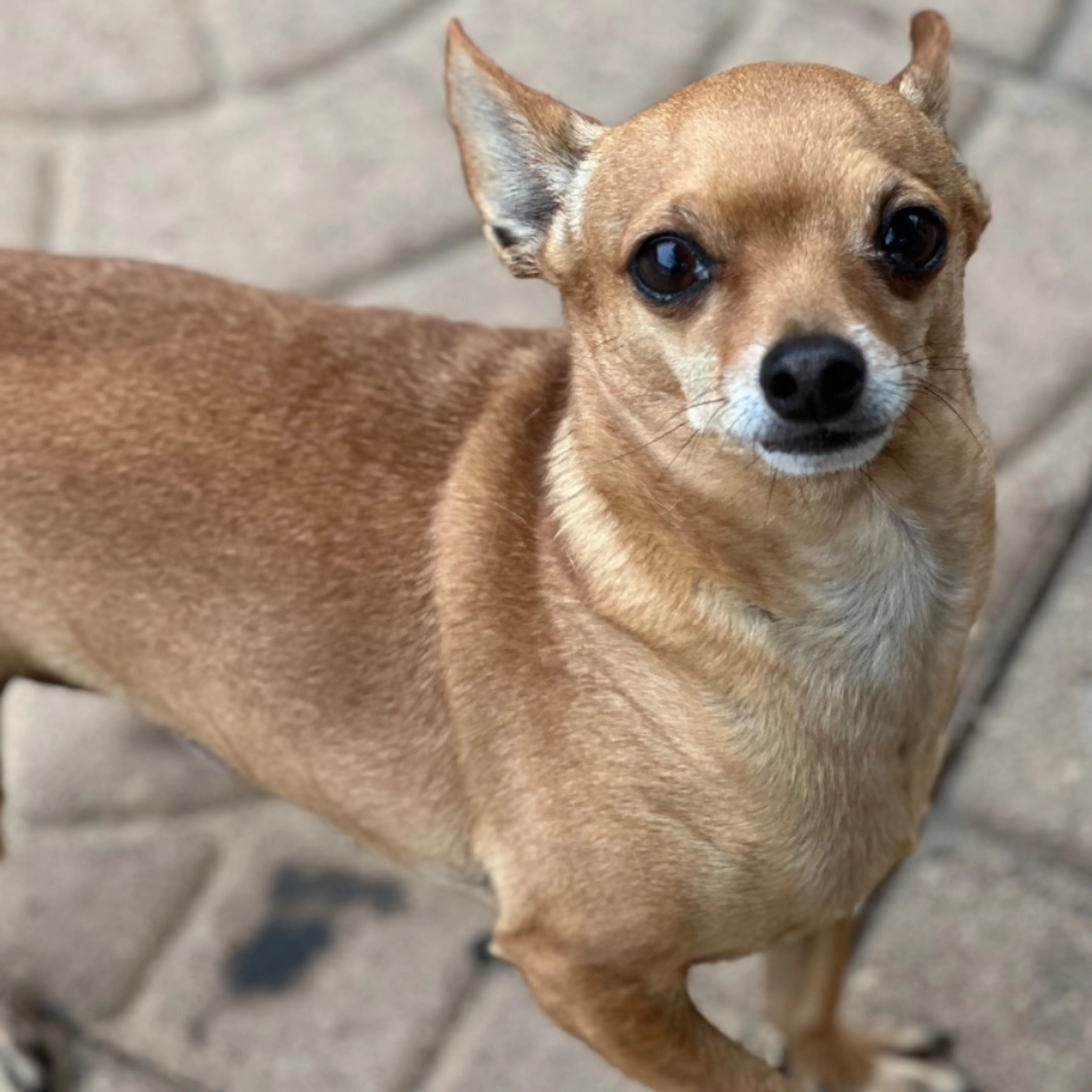 Lost pet