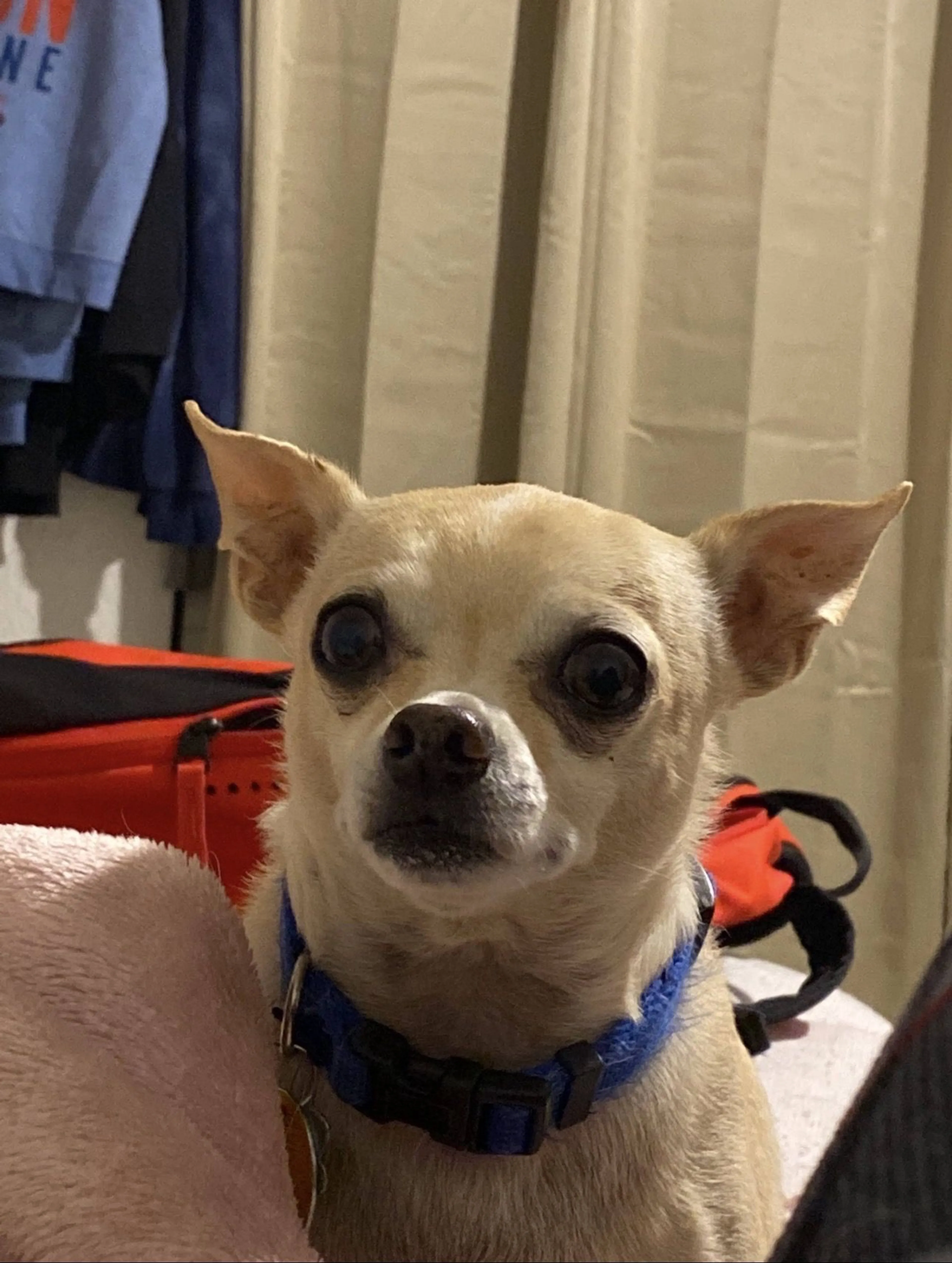Lost pet-3