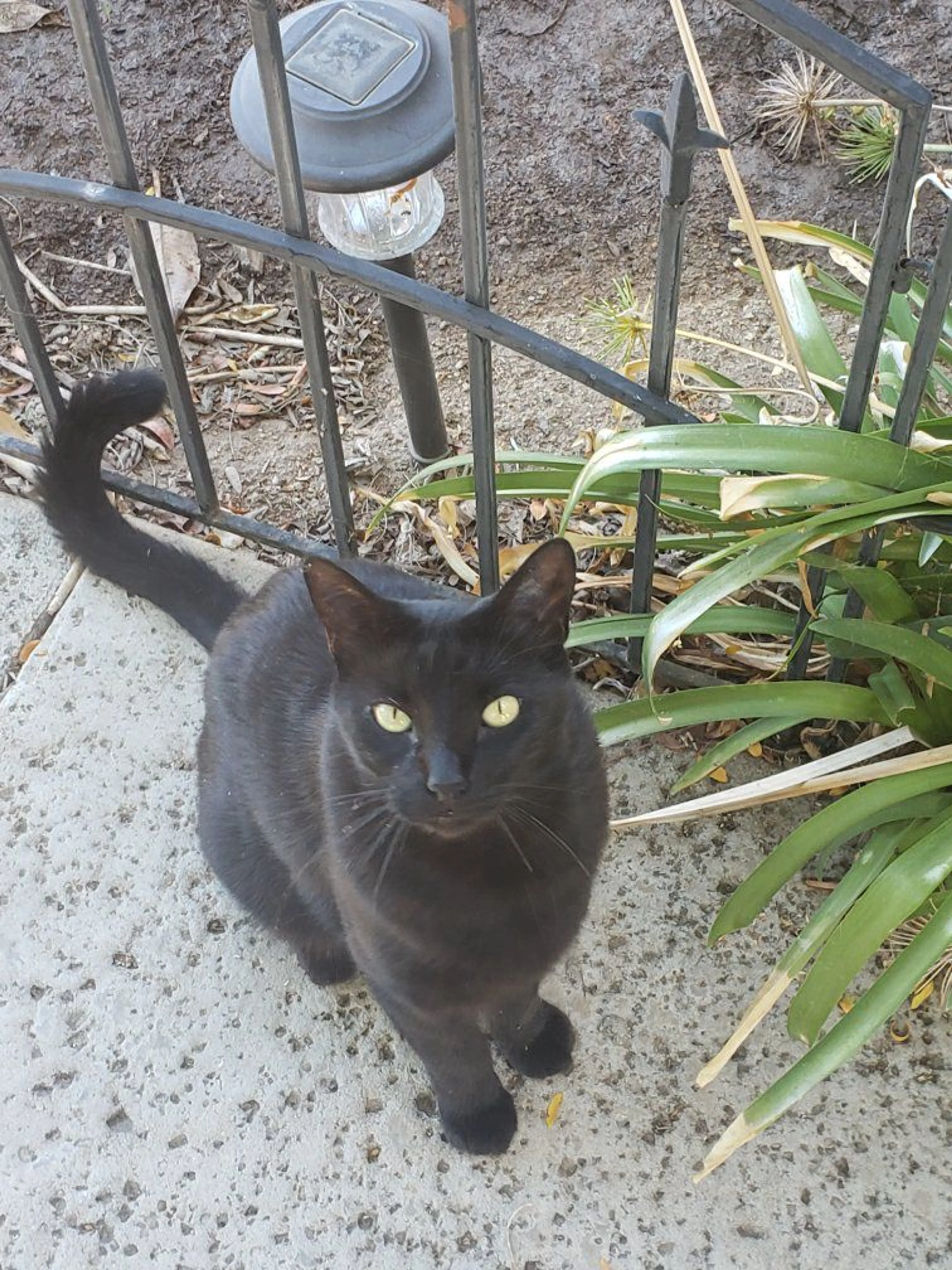 Lost pet