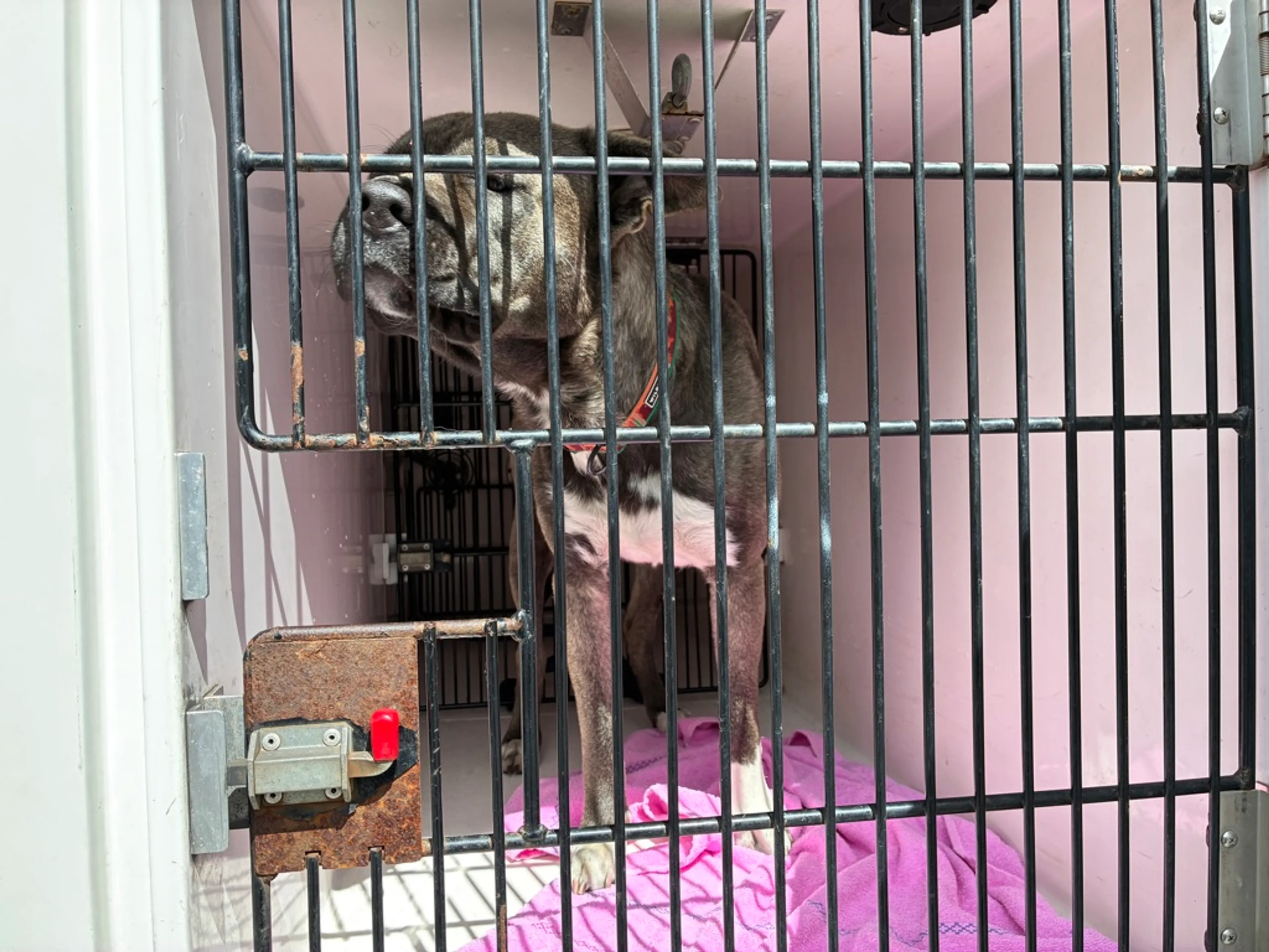 Found pet-1