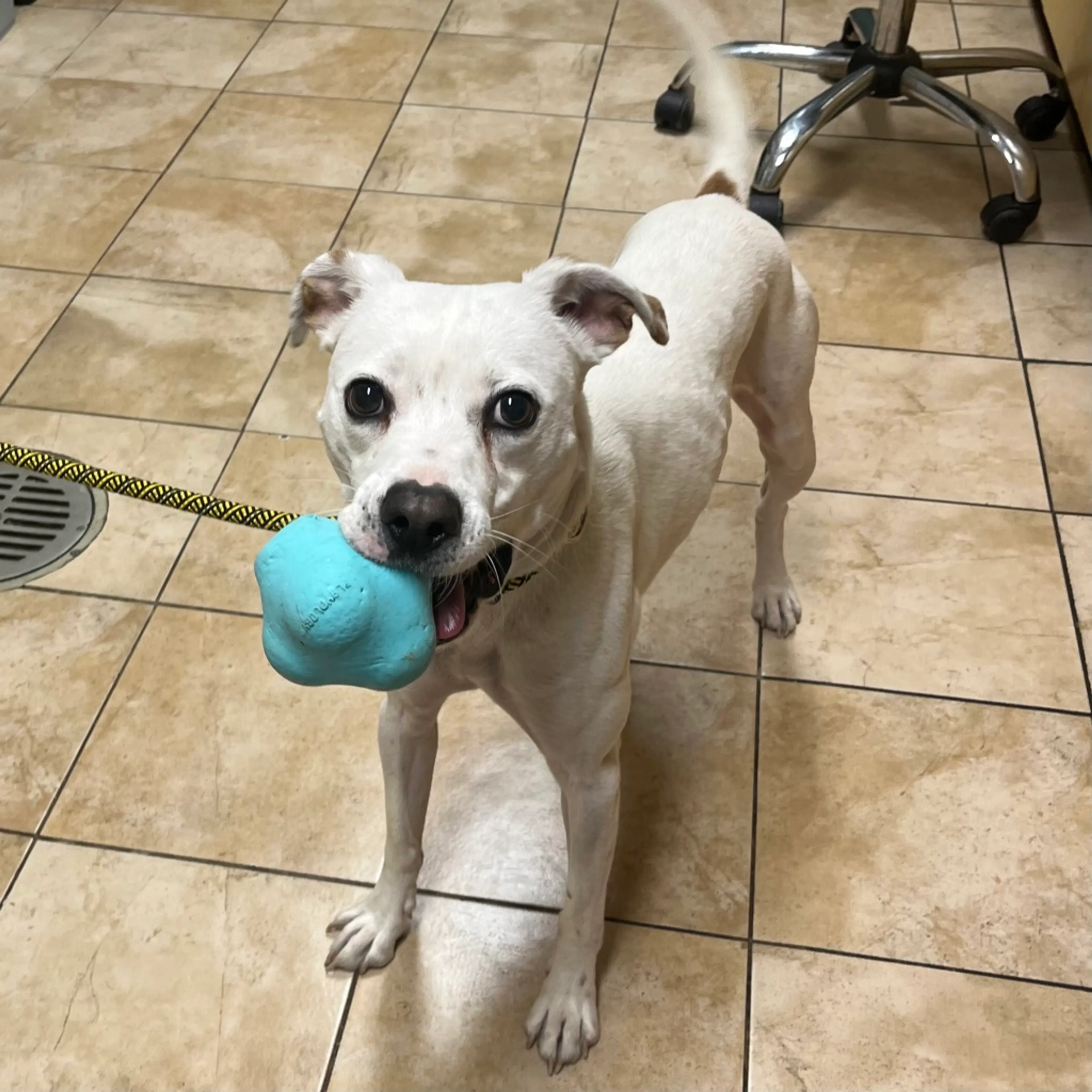 Found pet