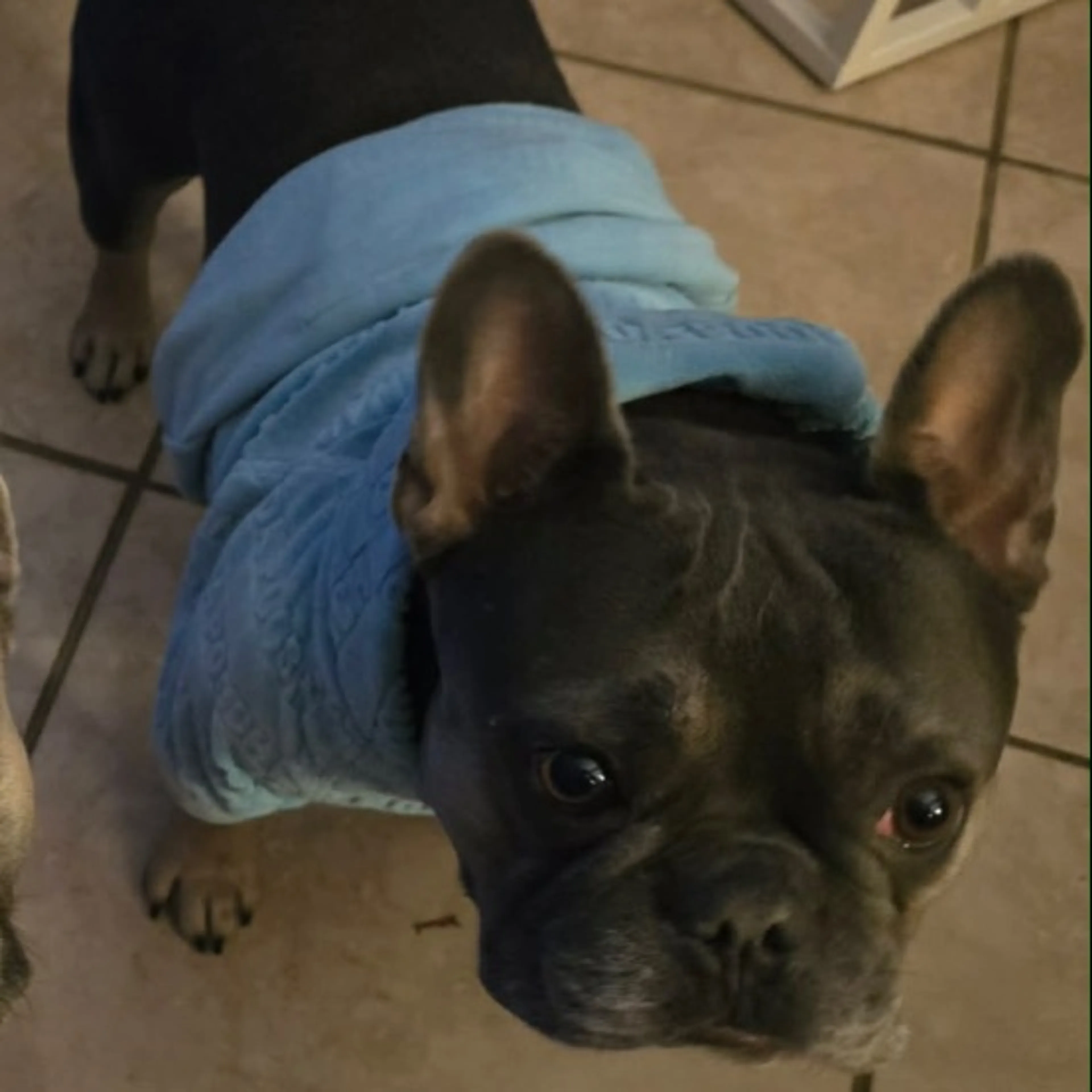 Lost pet
