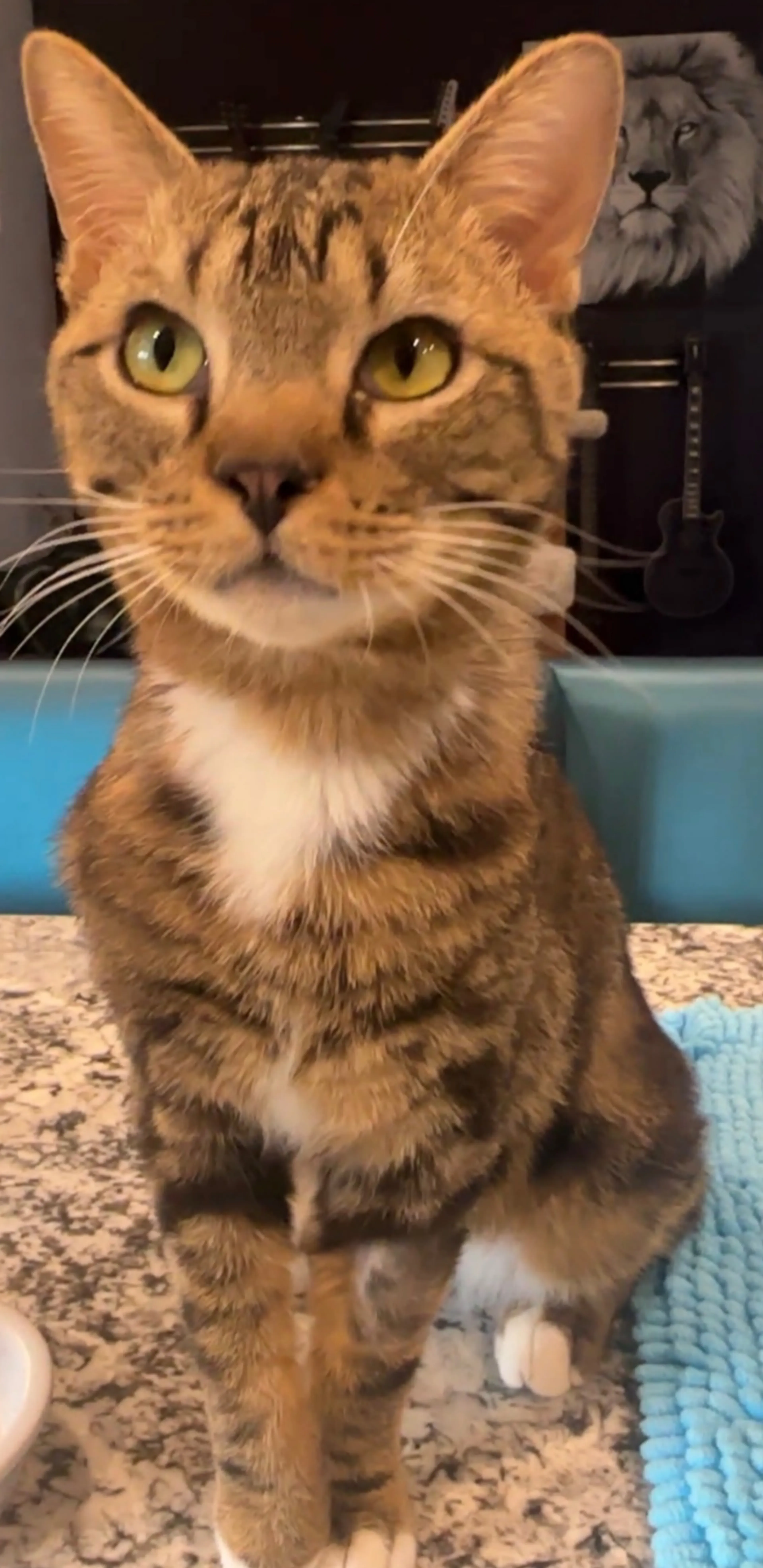 Found pet