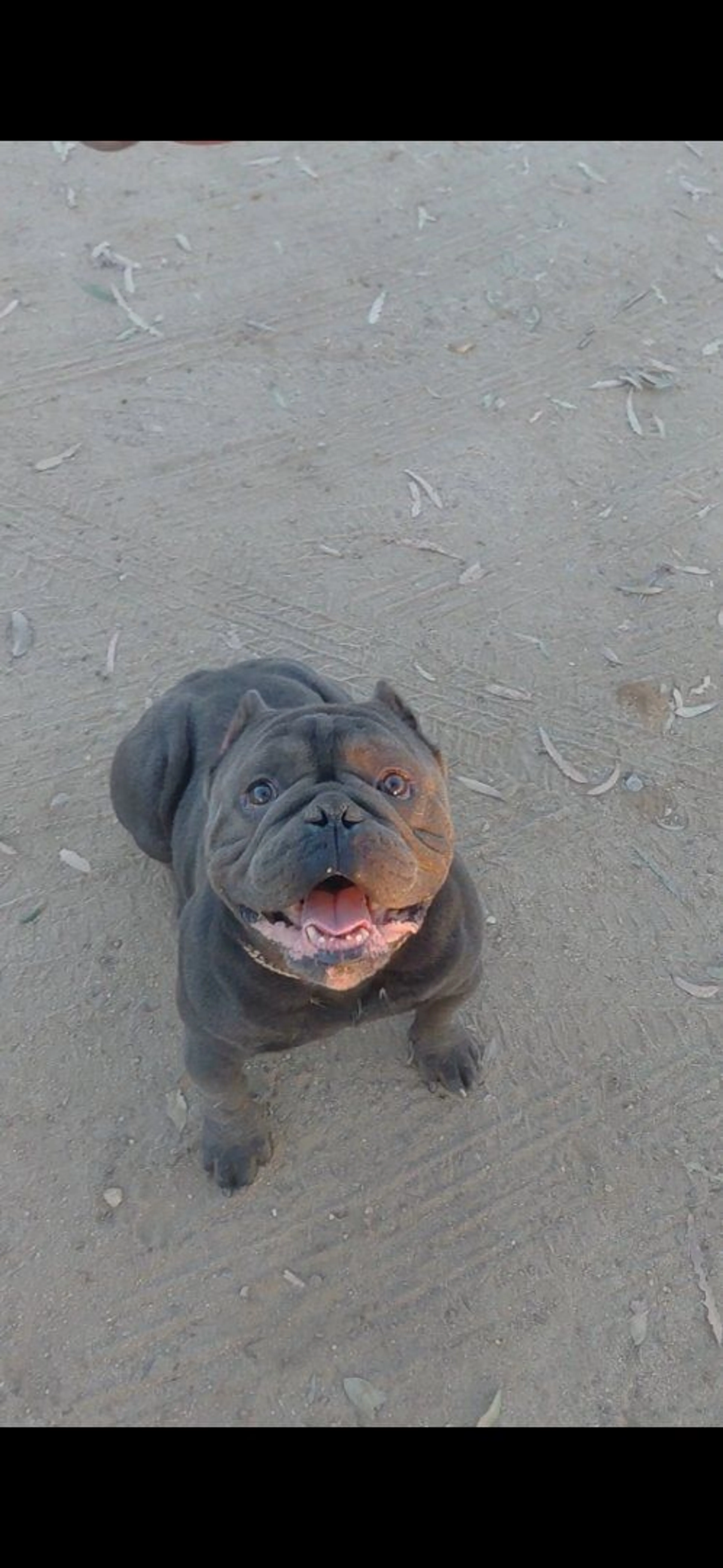Lost pet-2
