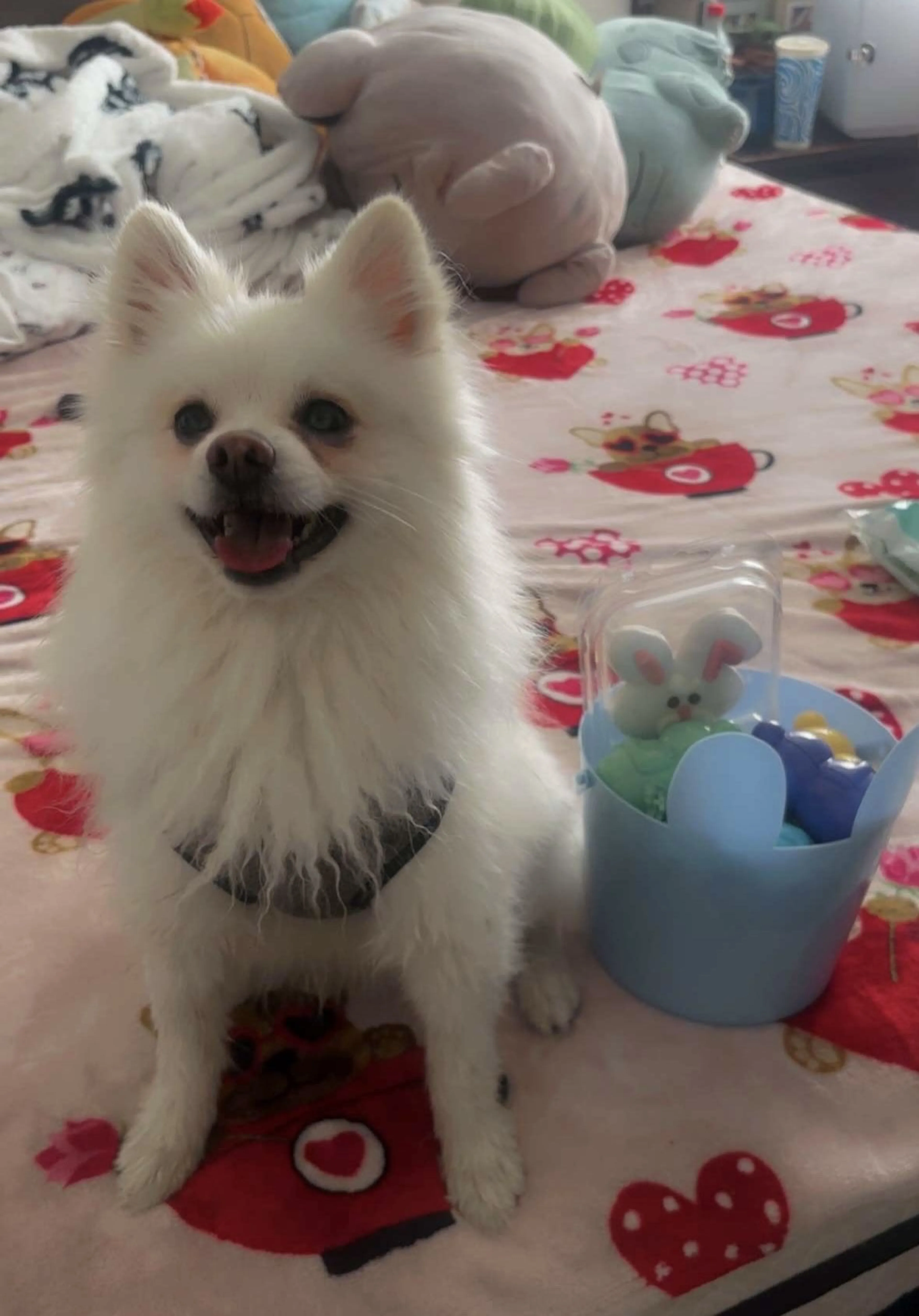Lost pet