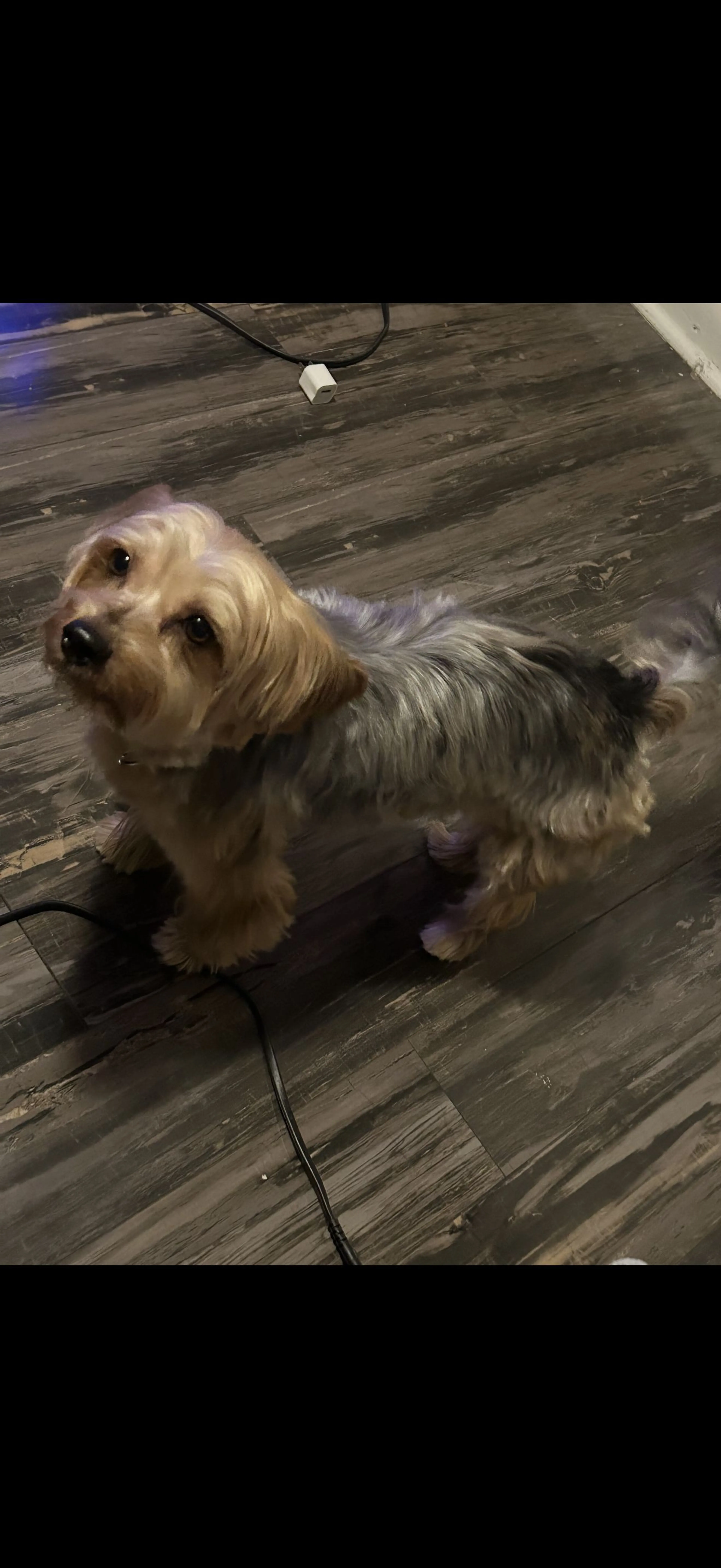 Lost pet