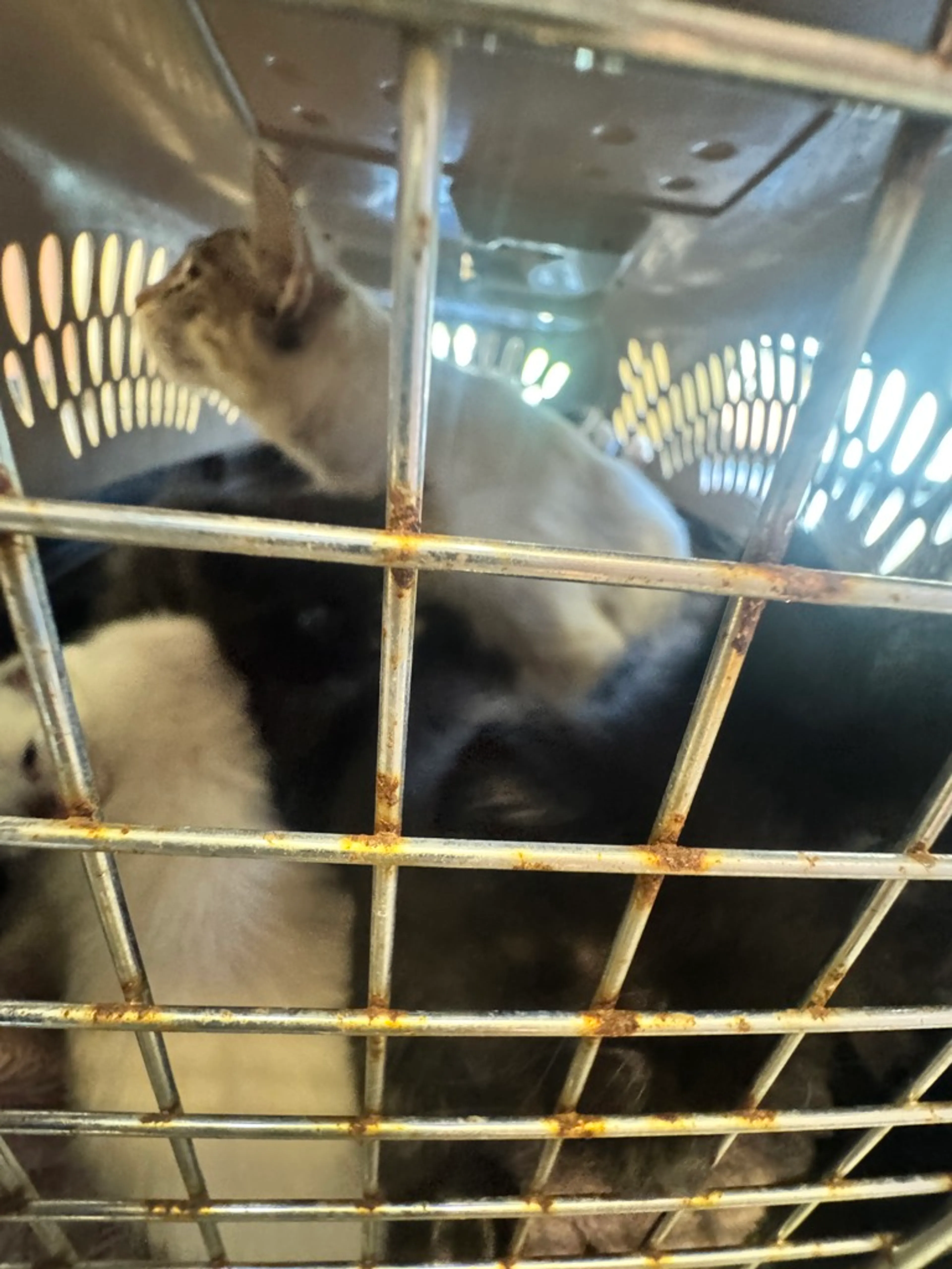 Found pet