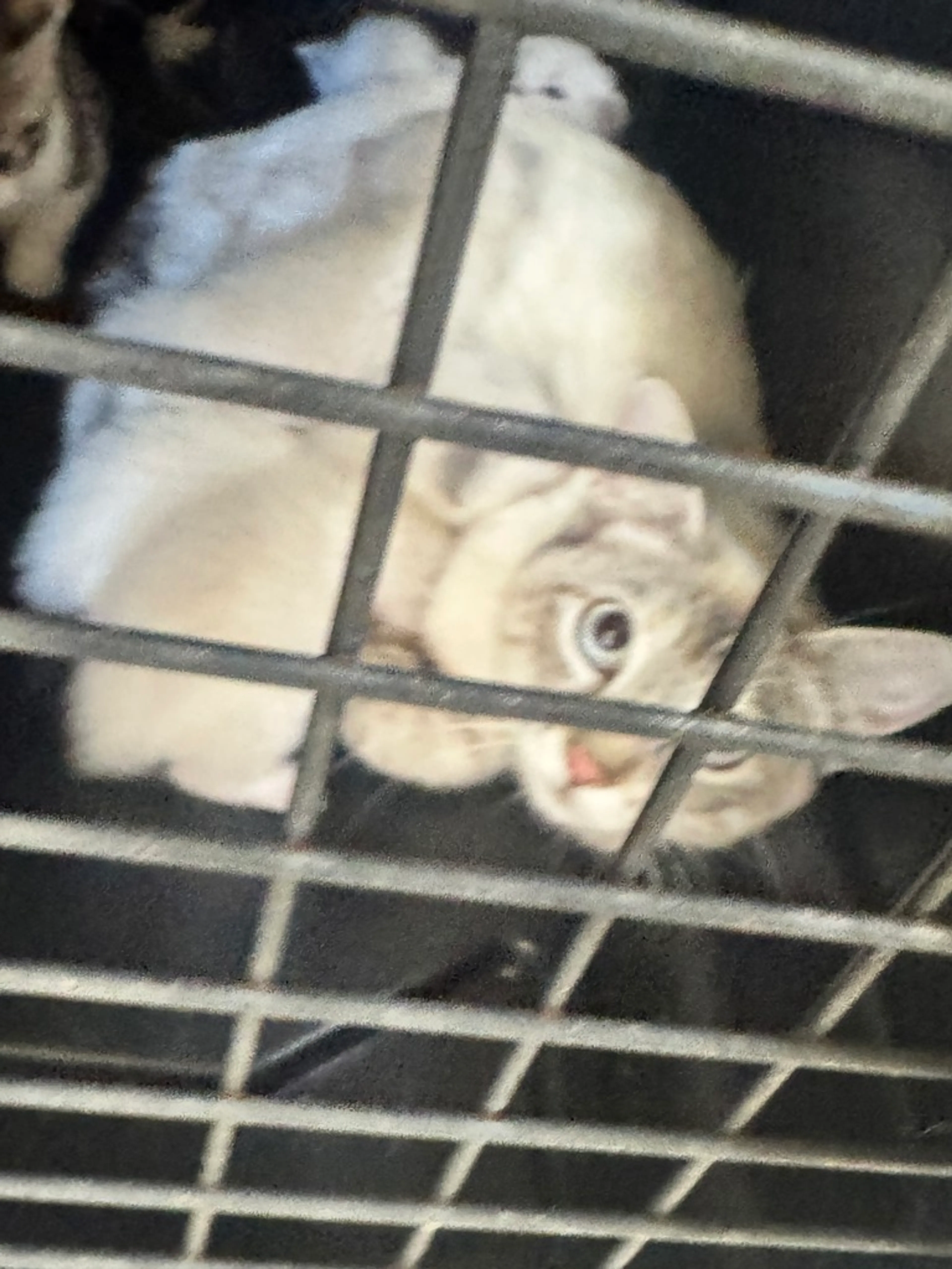 Found pet
