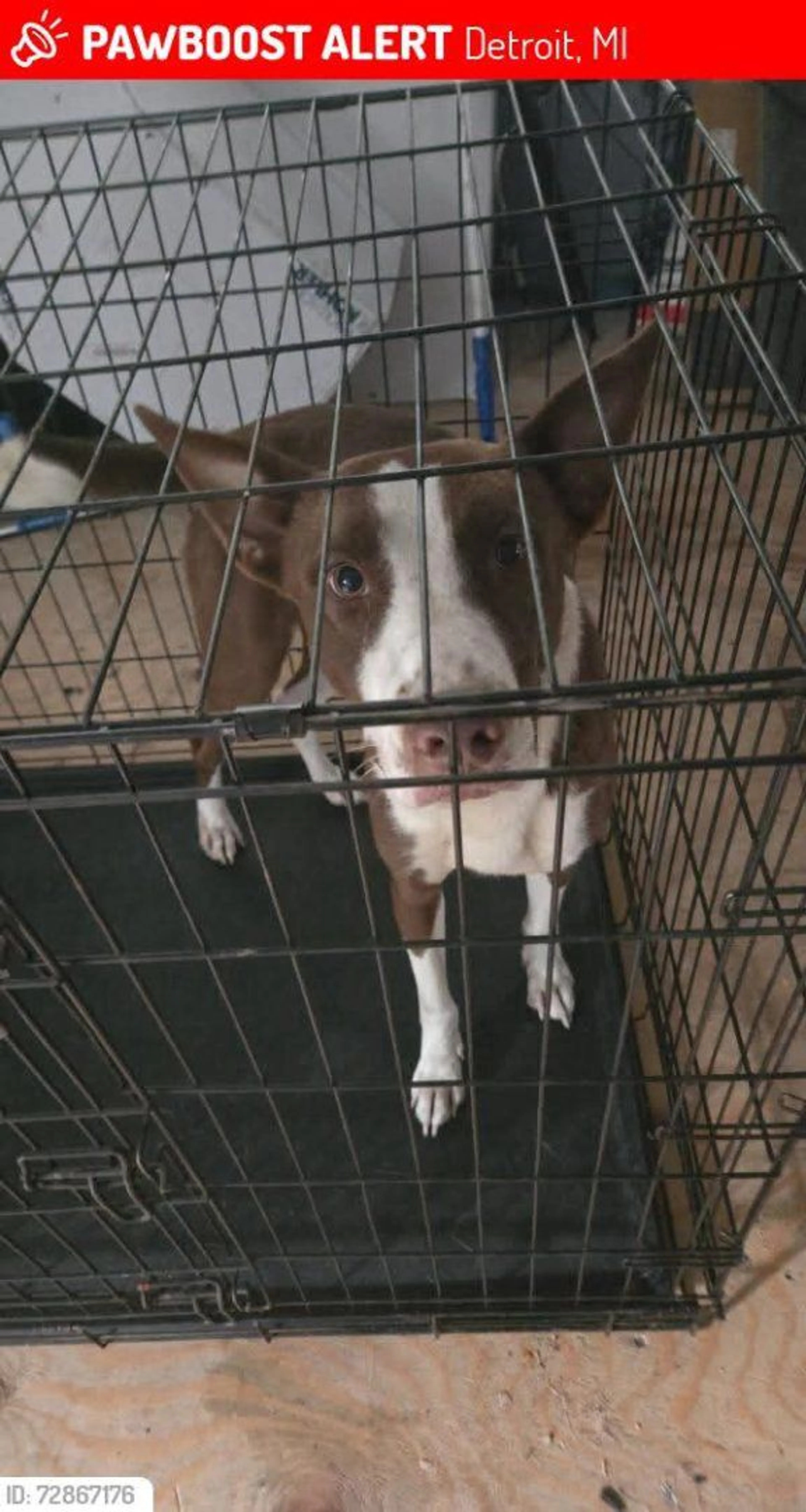 Lost pet