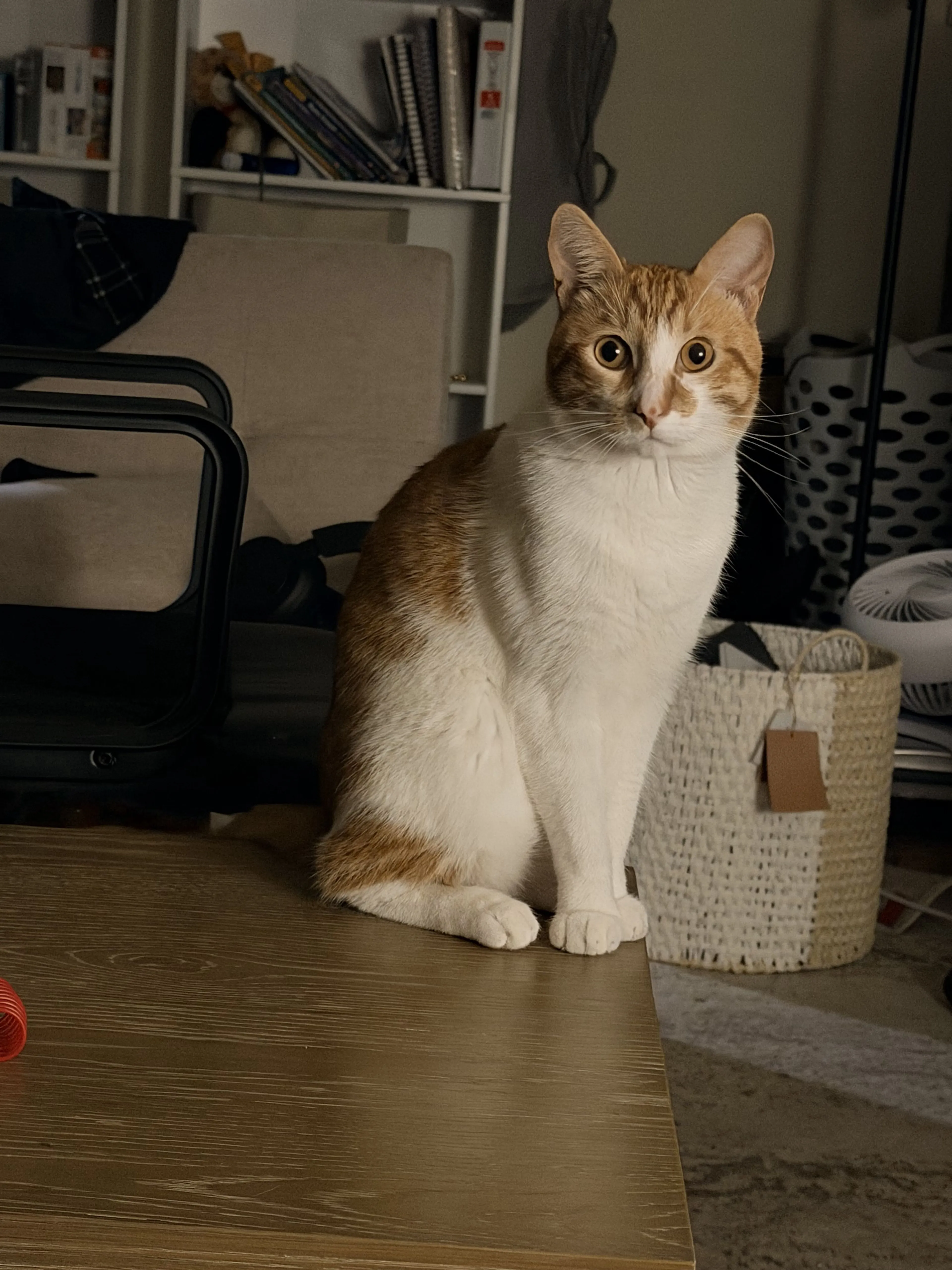 Lost pet-0
