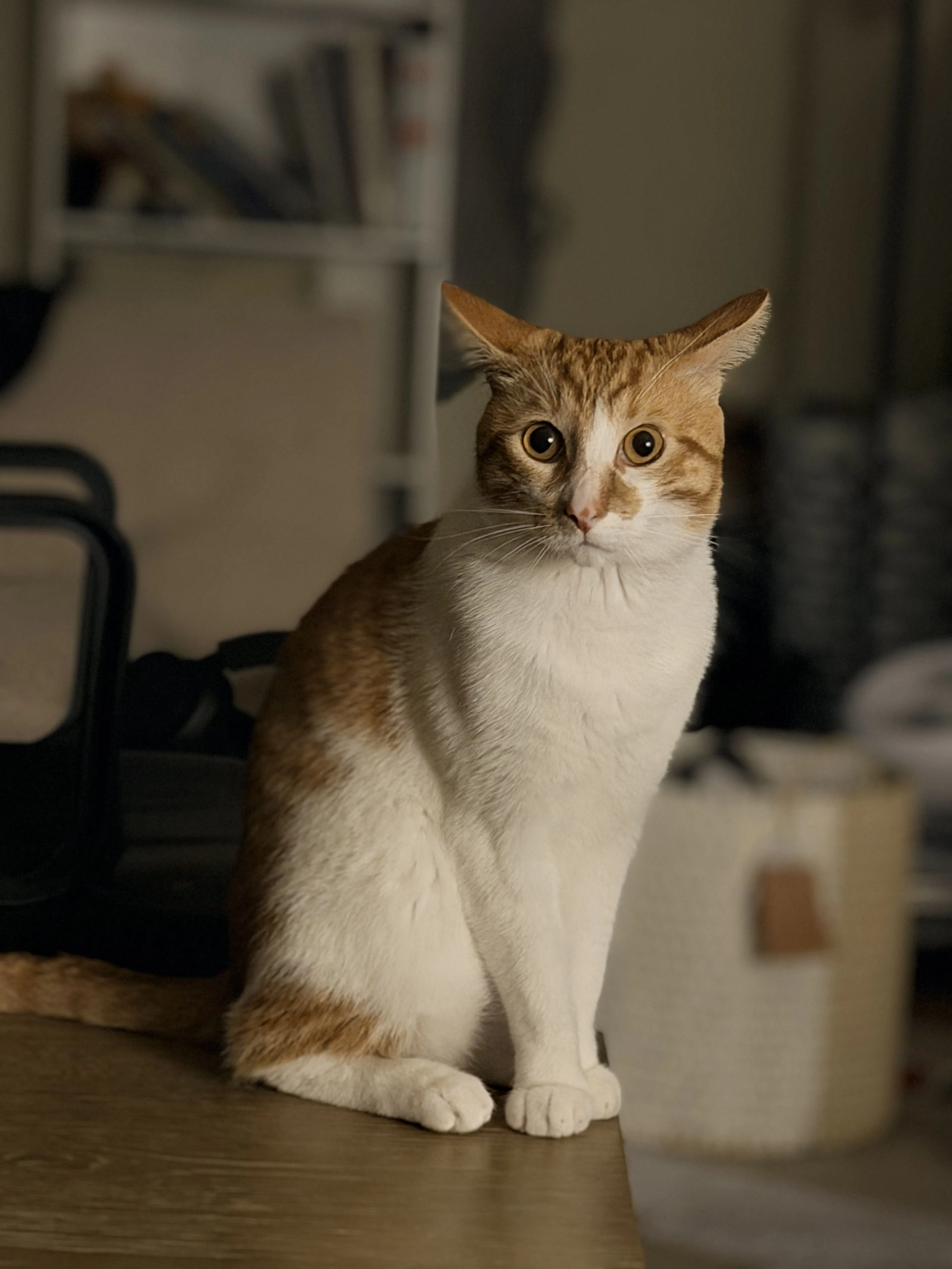 Lost pet-1